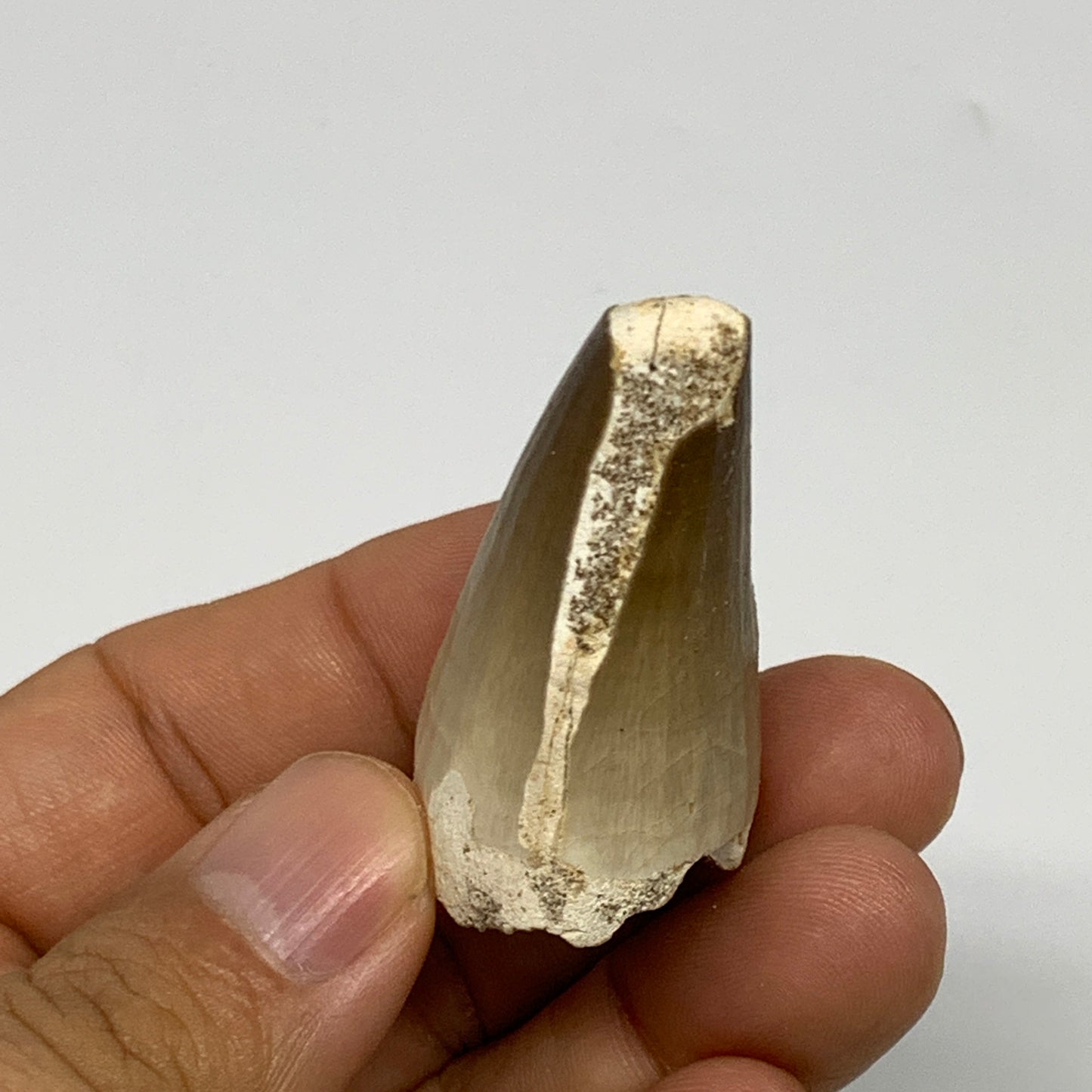 27.5g,1.8"X1.2"x0.9" Fossil Mosasaur Tooth reptiles, Cretaceous @Morocco, B23779