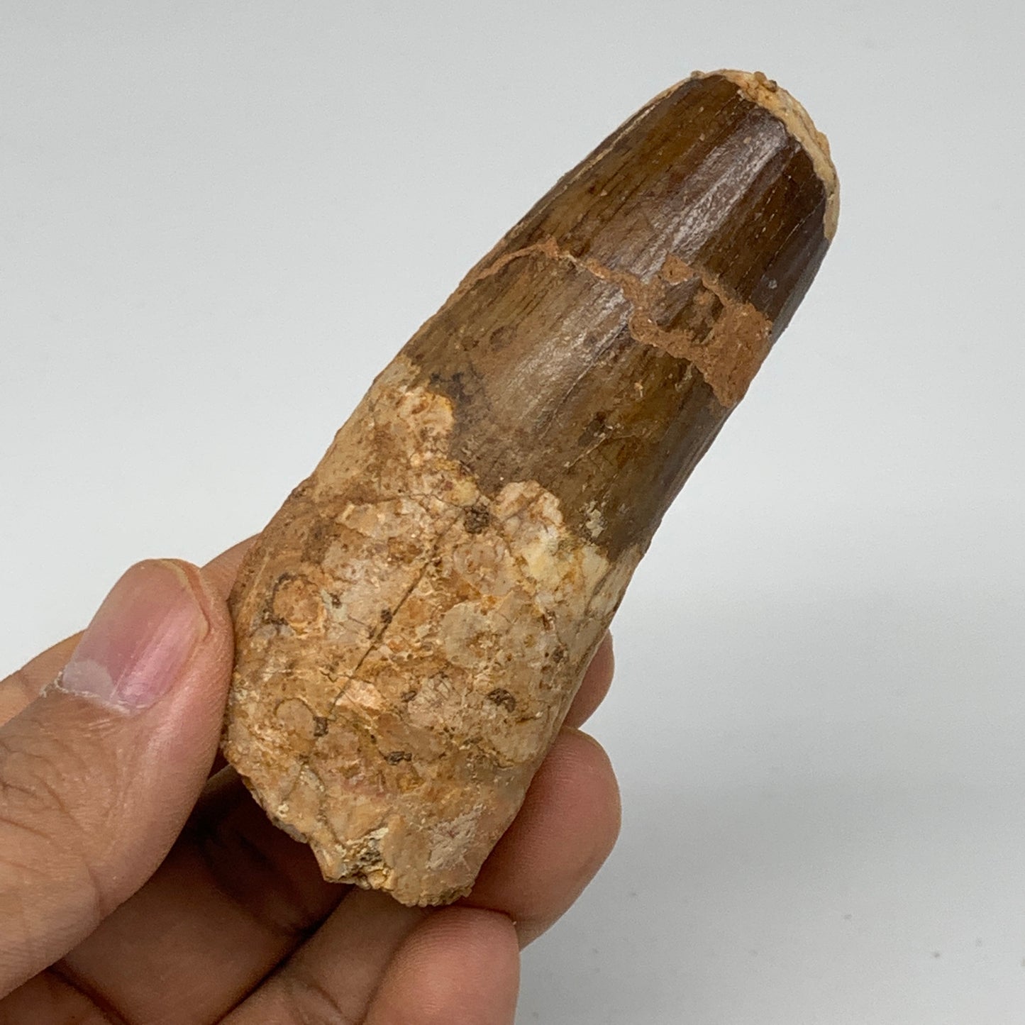 70.9g, 3.3"X1.3"x 1", Rare Natural Fossils Spinosaurus Tooth from Morocco, F3234