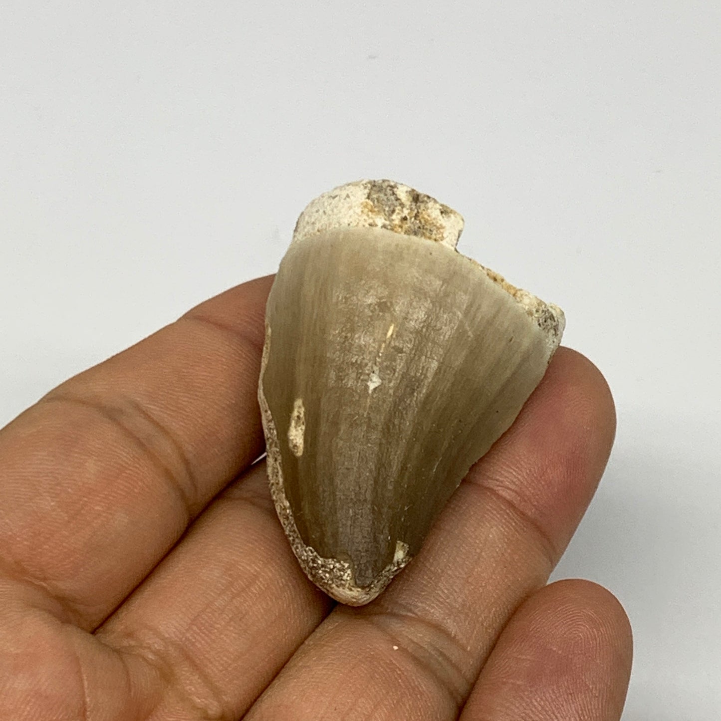 27.5g,1.8"X1.2"x0.9" Fossil Mosasaur Tooth reptiles, Cretaceous @Morocco, B23779