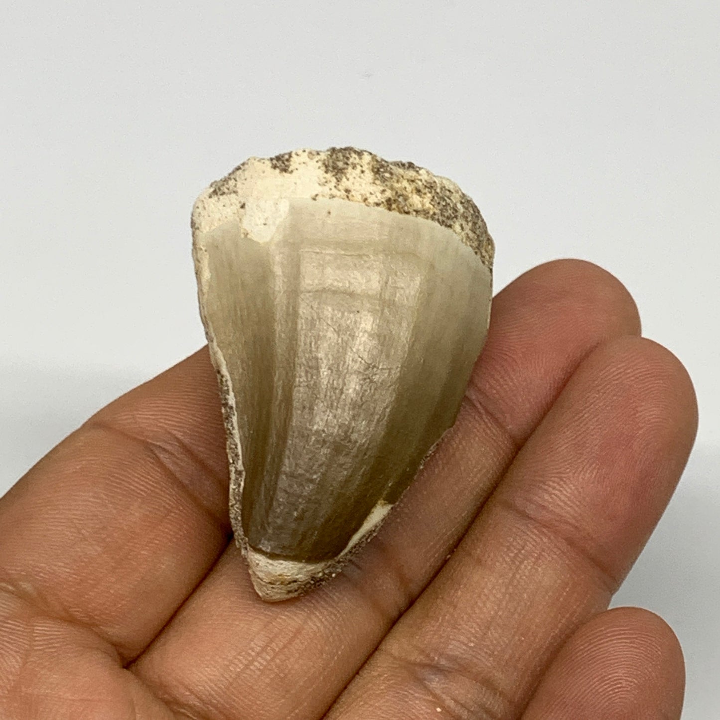 27.5g,1.8"X1.2"x0.9" Fossil Mosasaur Tooth reptiles, Cretaceous @Morocco, B23779
