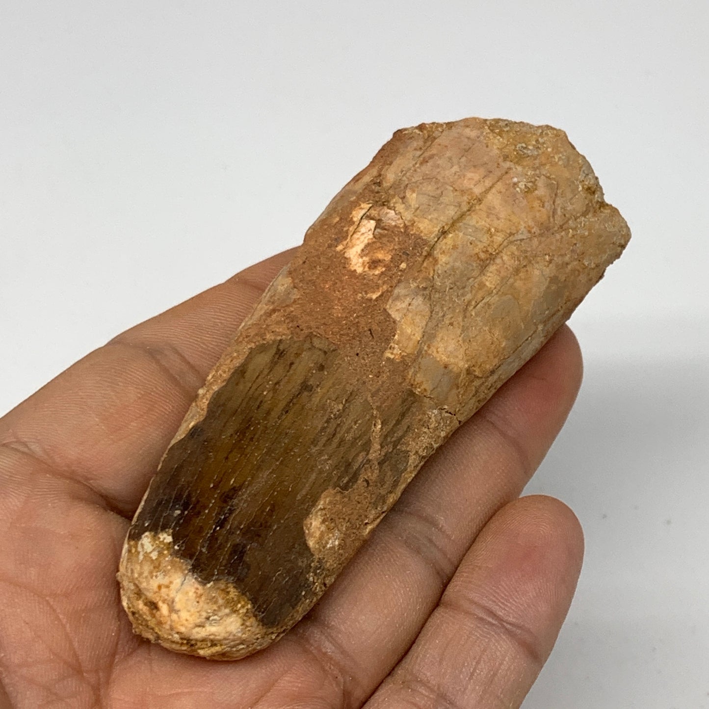 70.9g, 3.3"X1.3"x 1", Rare Natural Fossils Spinosaurus Tooth from Morocco, F3234