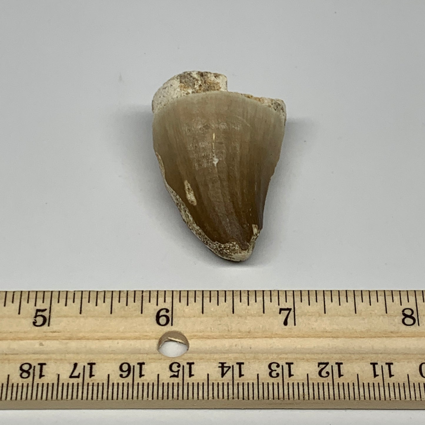 27.5g,1.8"X1.2"x0.9" Fossil Mosasaur Tooth reptiles, Cretaceous @Morocco, B23779