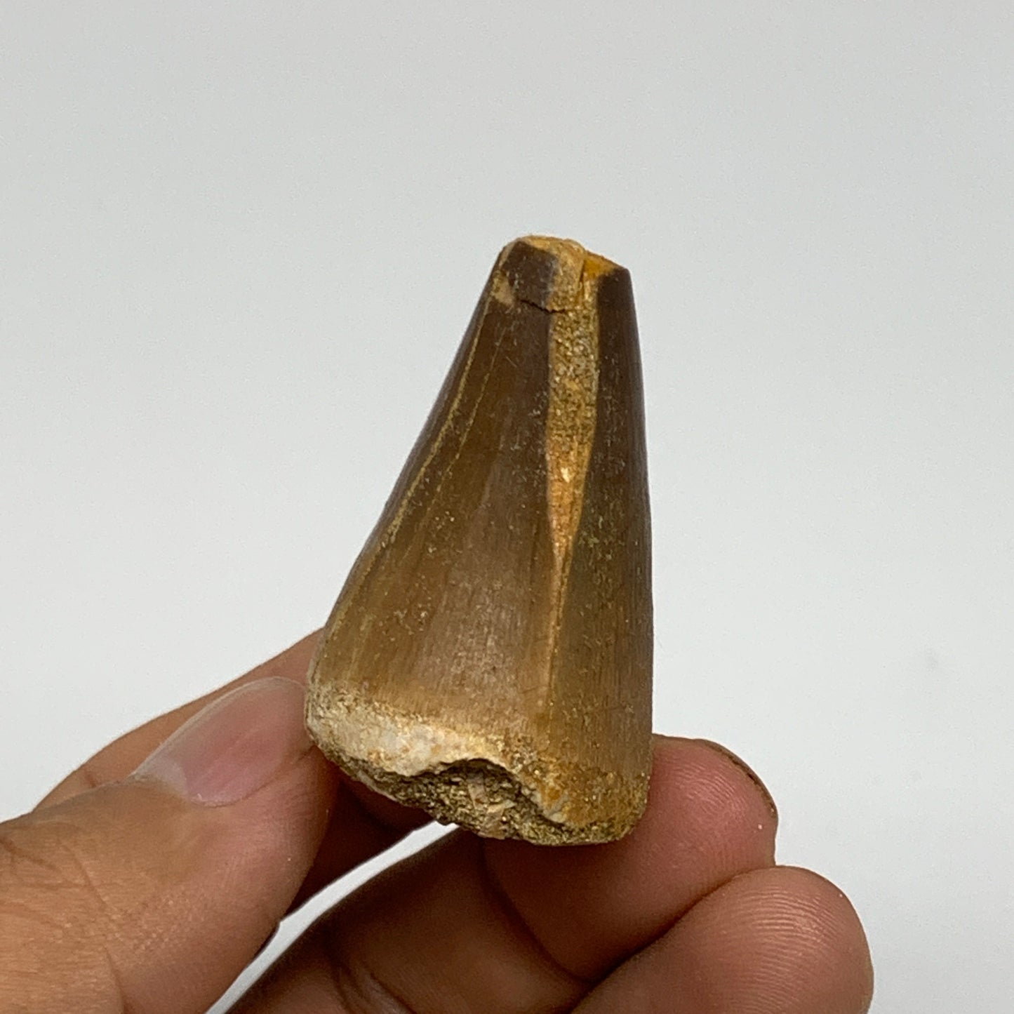 29.4g,1.7"X1.2"x1" Fossil Mosasaur Tooth reptiles, Cretaceous @Morocco, B23787