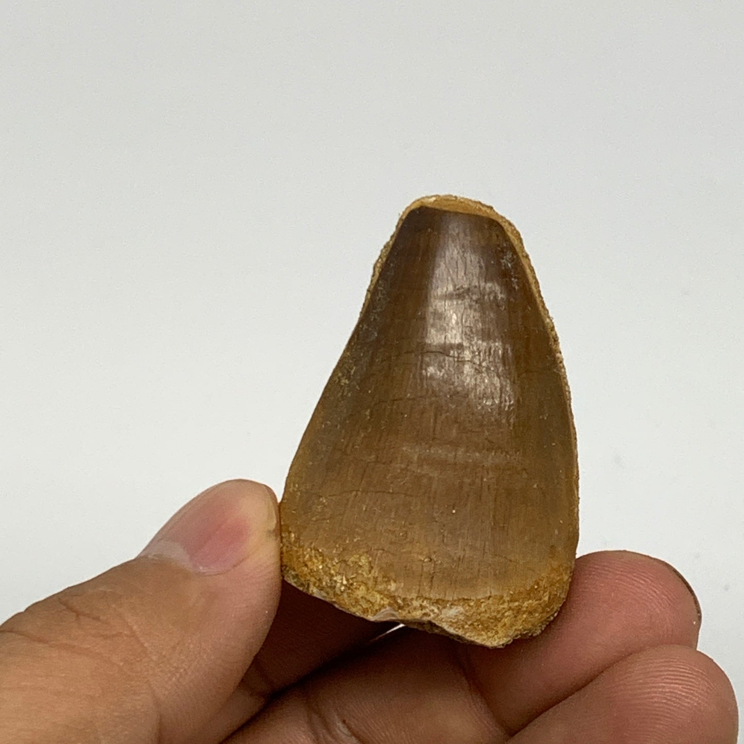 29.4g,1.7"X1.2"x1" Fossil Mosasaur Tooth reptiles, Cretaceous @Morocco, B23787