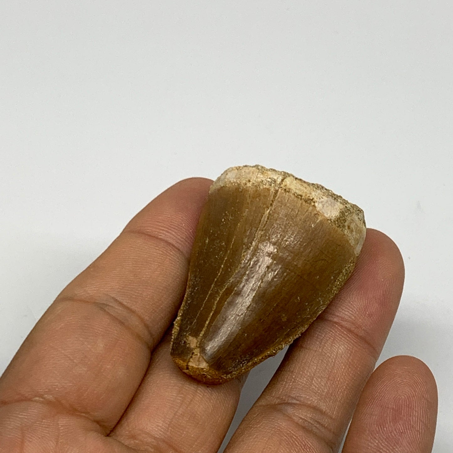 29.4g,1.7"X1.2"x1" Fossil Mosasaur Tooth reptiles, Cretaceous @Morocco, B23787