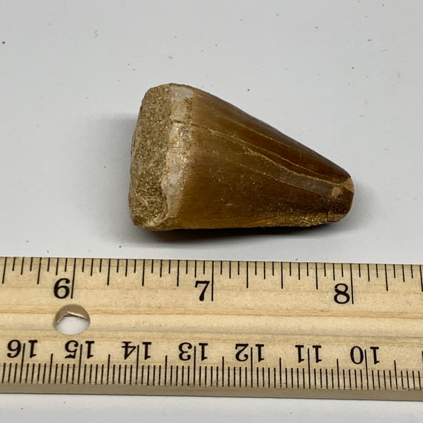 29.4g,1.7"X1.2"x1" Fossil Mosasaur Tooth reptiles, Cretaceous @Morocco, B23787