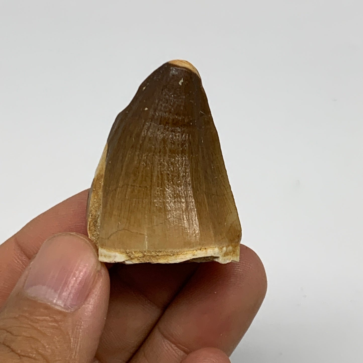 23g,1.6"X1.1"x0.9" Fossil Mosasaur Tooth reptiles, Cretaceous @Morocco, B23789