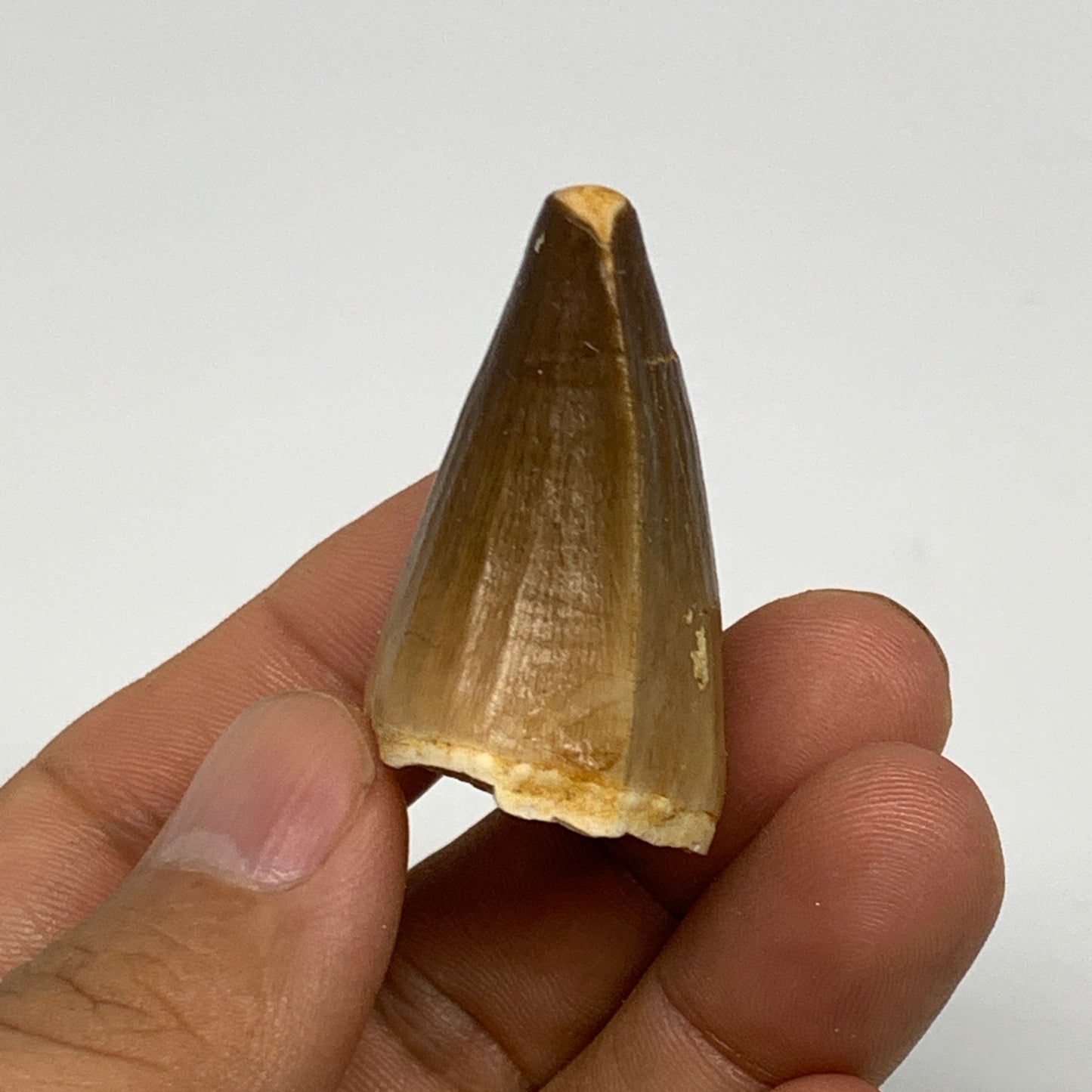 23g,1.6"X1.1"x0.9" Fossil Mosasaur Tooth reptiles, Cretaceous @Morocco, B23789