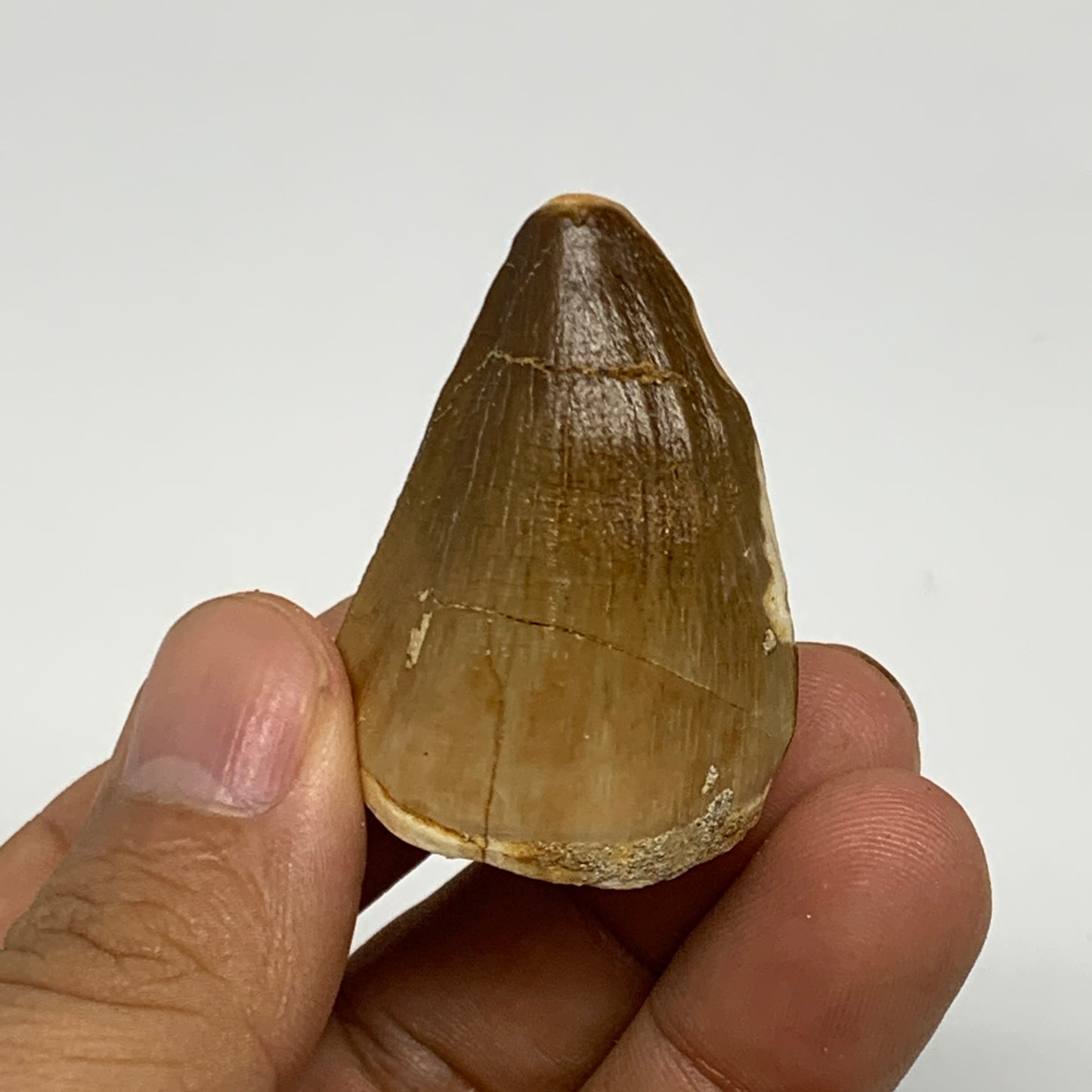 23g,1.6"X1.1"x0.9" Fossil Mosasaur Tooth reptiles, Cretaceous @Morocco, B23789