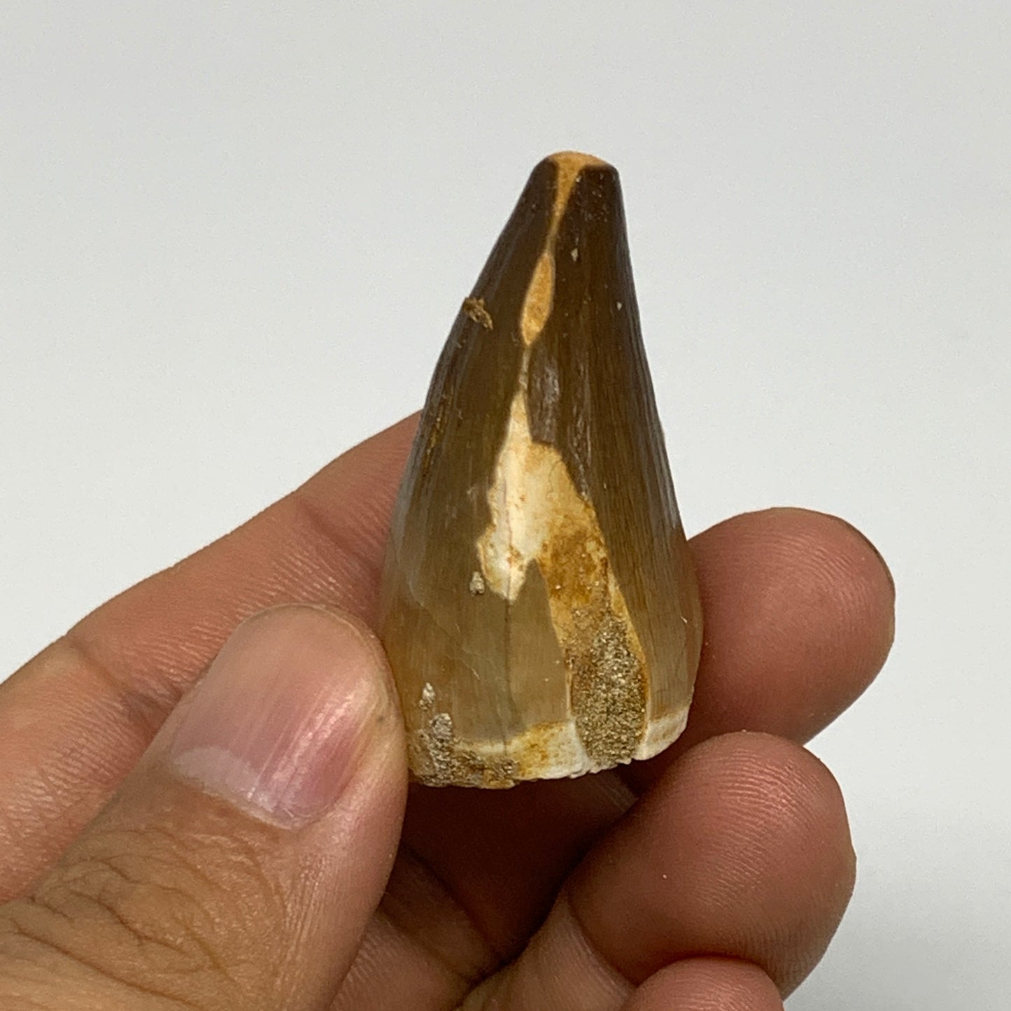 23g,1.6"X1.1"x0.9" Fossil Mosasaur Tooth reptiles, Cretaceous @Morocco, B23789