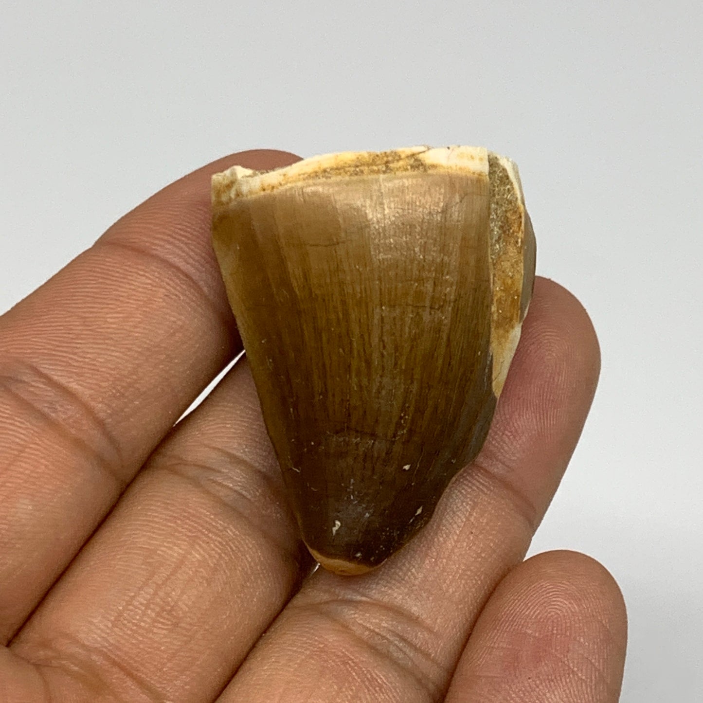 23g,1.6"X1.1"x0.9" Fossil Mosasaur Tooth reptiles, Cretaceous @Morocco, B23789