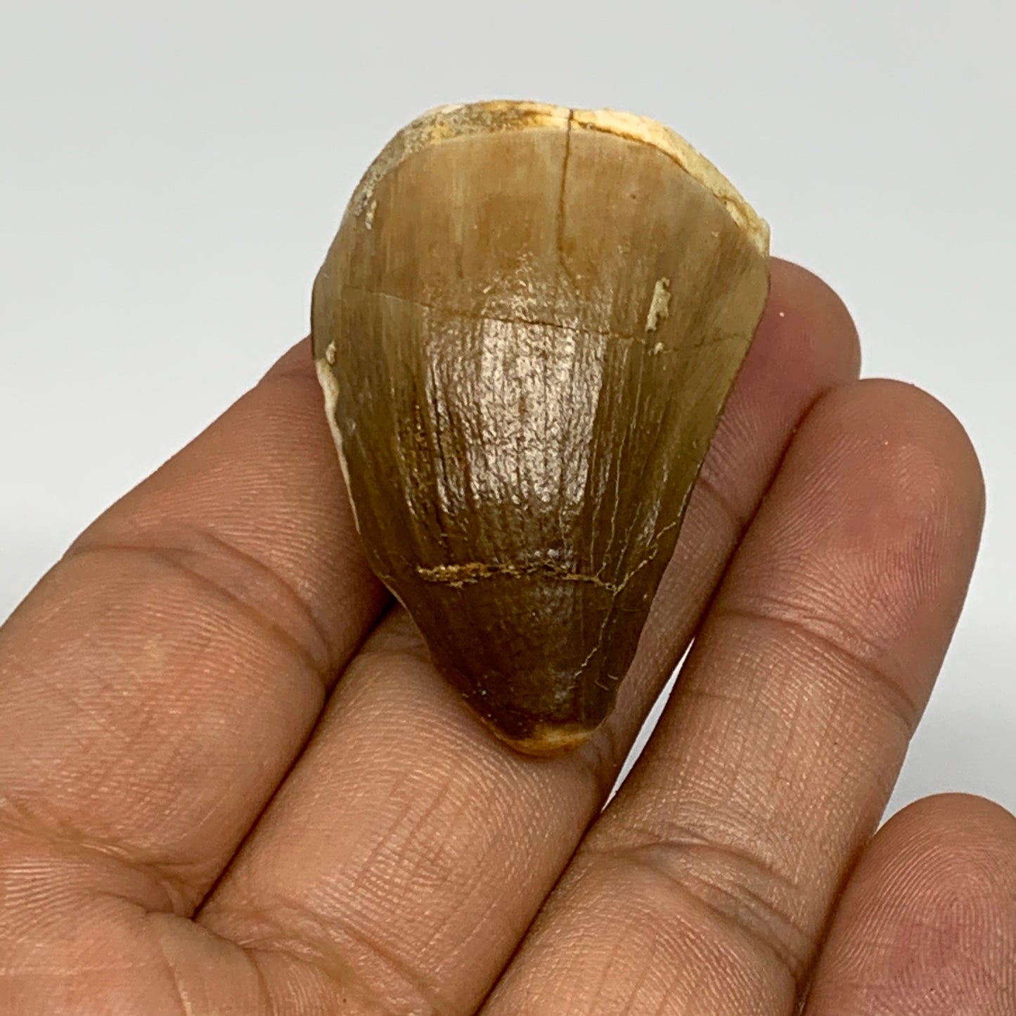 23g,1.6"X1.1"x0.9" Fossil Mosasaur Tooth reptiles, Cretaceous @Morocco, B23789