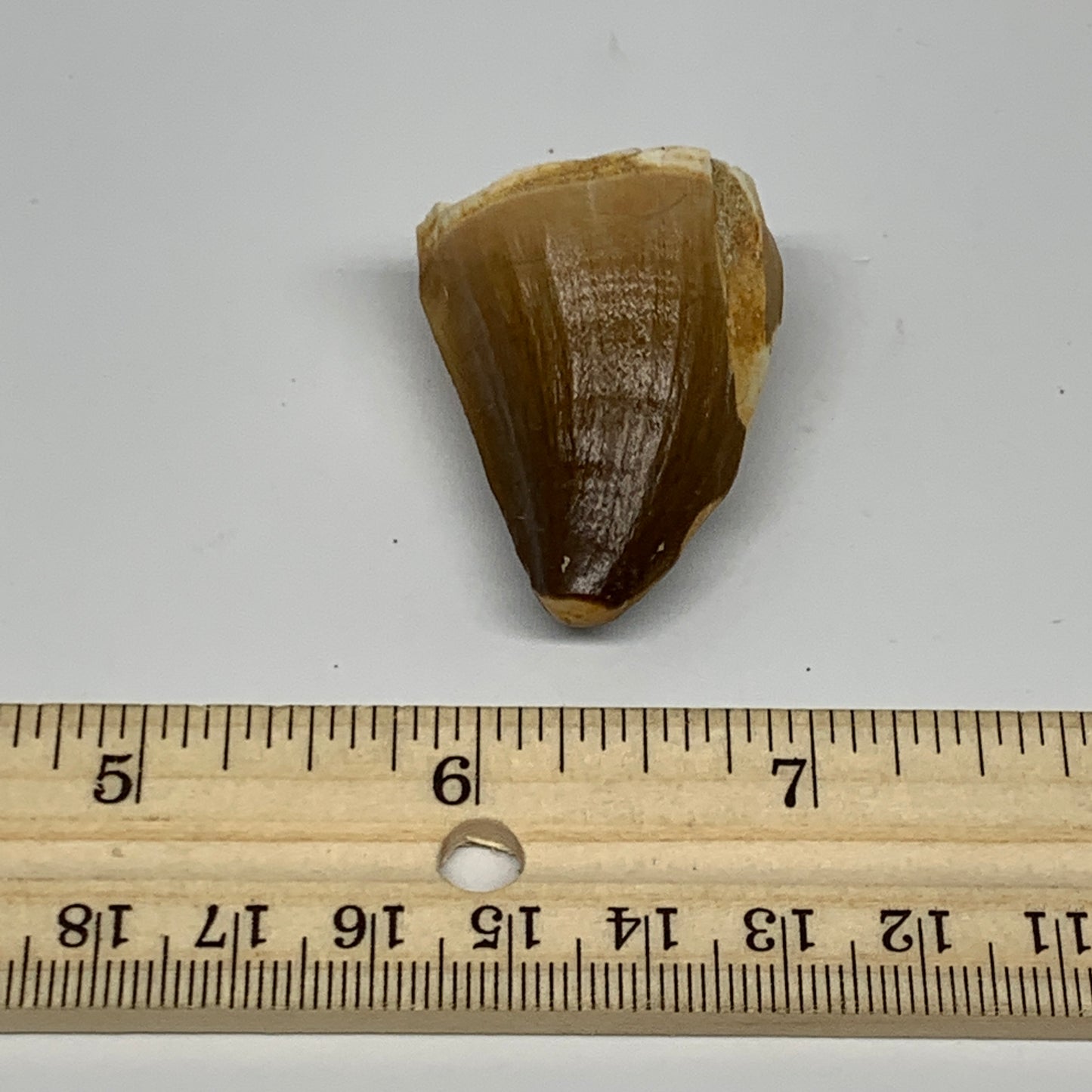 23g,1.6"X1.1"x0.9" Fossil Mosasaur Tooth reptiles, Cretaceous @Morocco, B23789