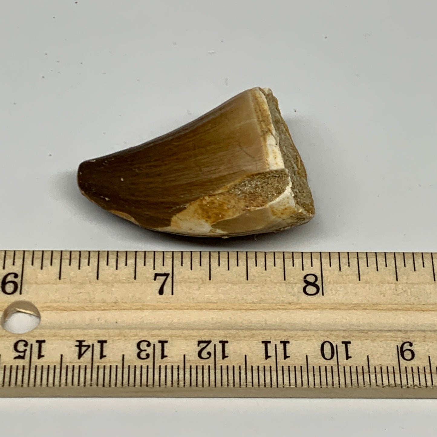 23g,1.6"X1.1"x0.9" Fossil Mosasaur Tooth reptiles, Cretaceous @Morocco, B23789