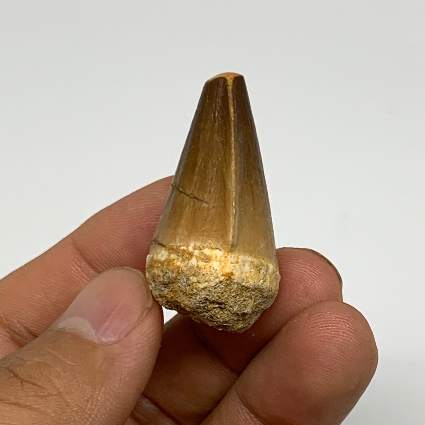 16.2g,1.5"X1"x0.8" Fossil Mosasaur Tooth reptiles, Cretaceous @Morocco, B23790