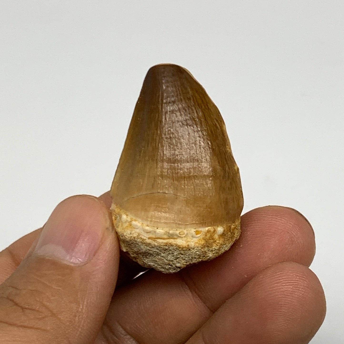 16.2g,1.5"X1"x0.8" Fossil Mosasaur Tooth reptiles, Cretaceous @Morocco, B23790