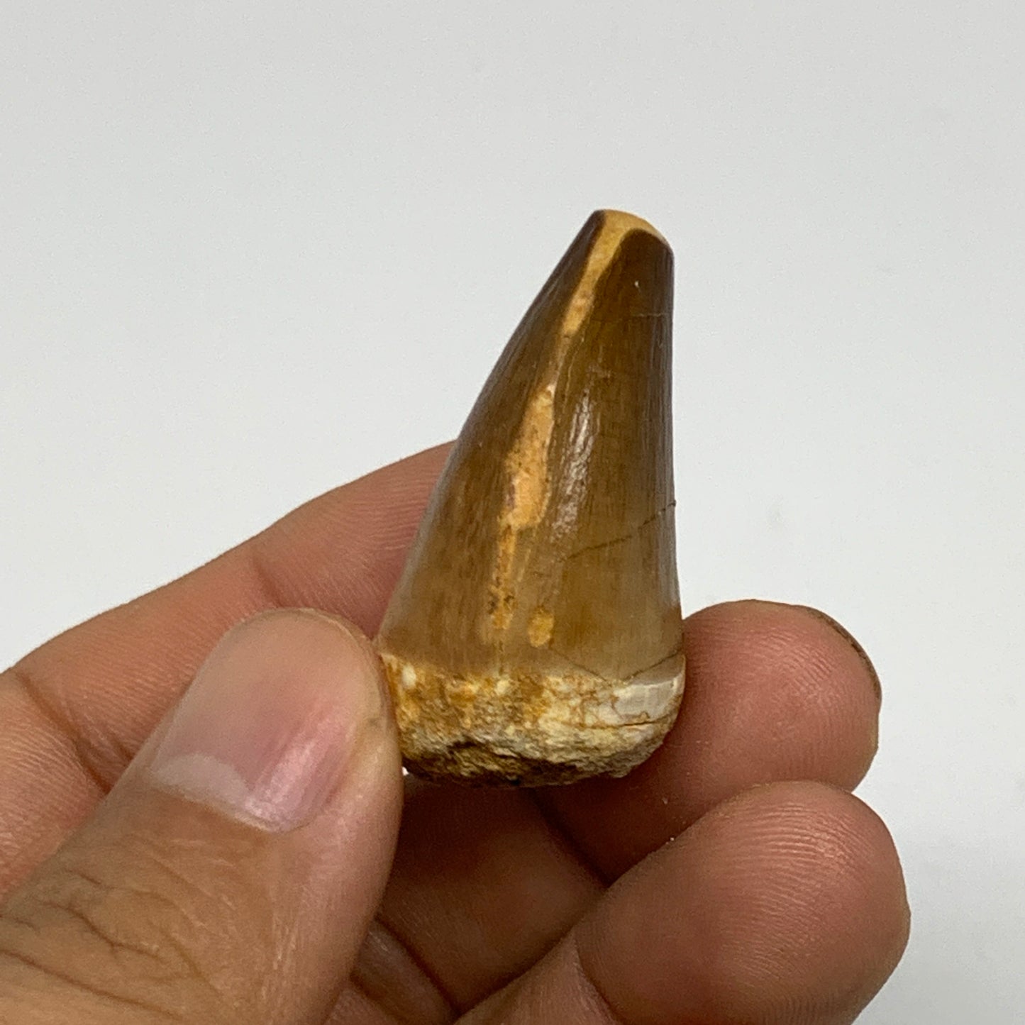 16.2g,1.5"X1"x0.8" Fossil Mosasaur Tooth reptiles, Cretaceous @Morocco, B23790