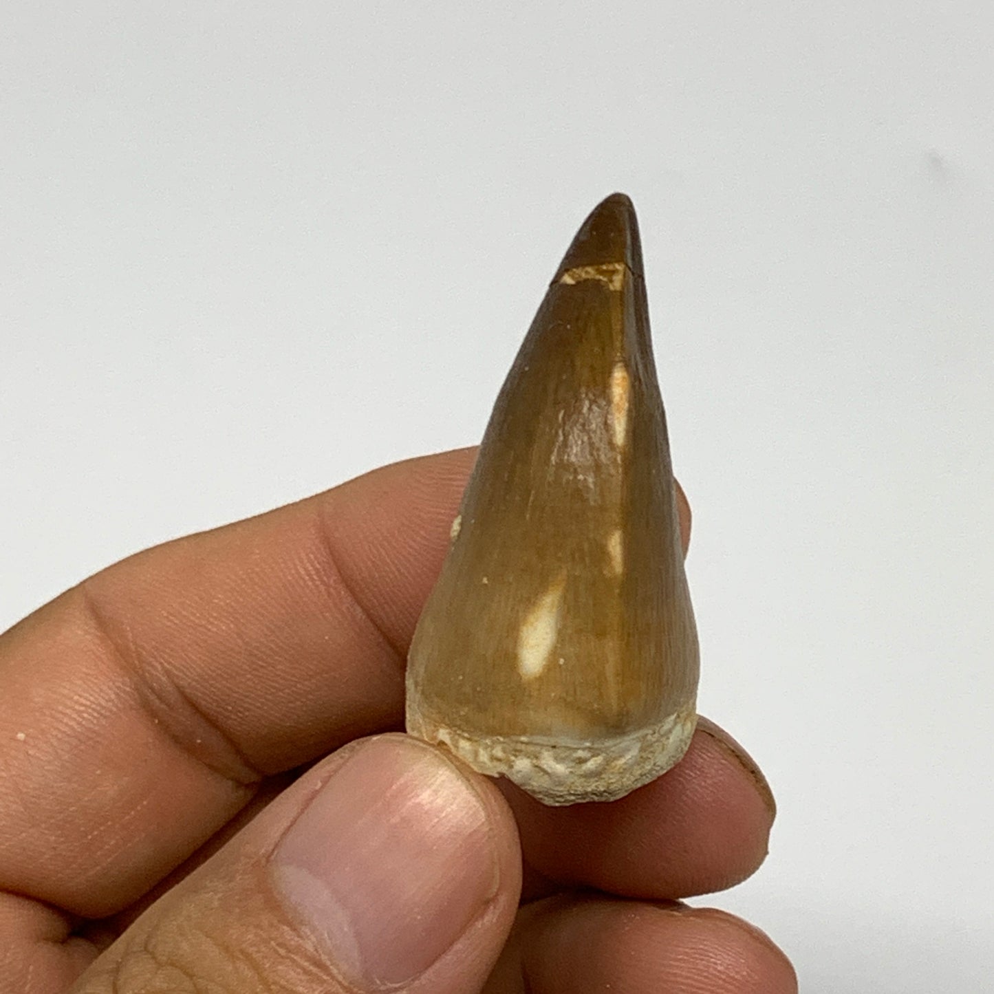 16g,1.5"X1"x0.8" Fossil Mosasaur Tooth reptiles, Cretaceous @Morocco, B23795