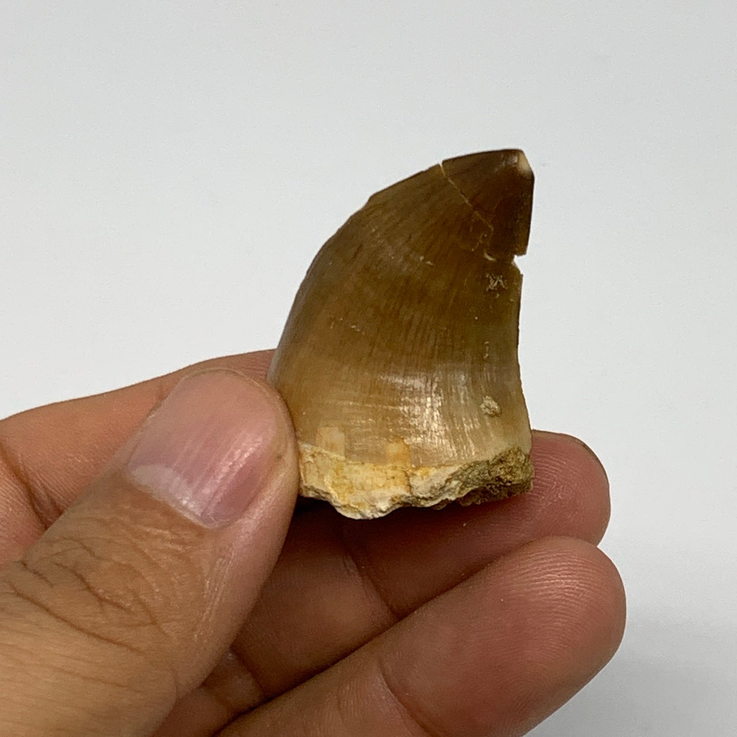 16g,1.5"X1"x0.8" Fossil Mosasaur Tooth reptiles, Cretaceous @Morocco, B23795