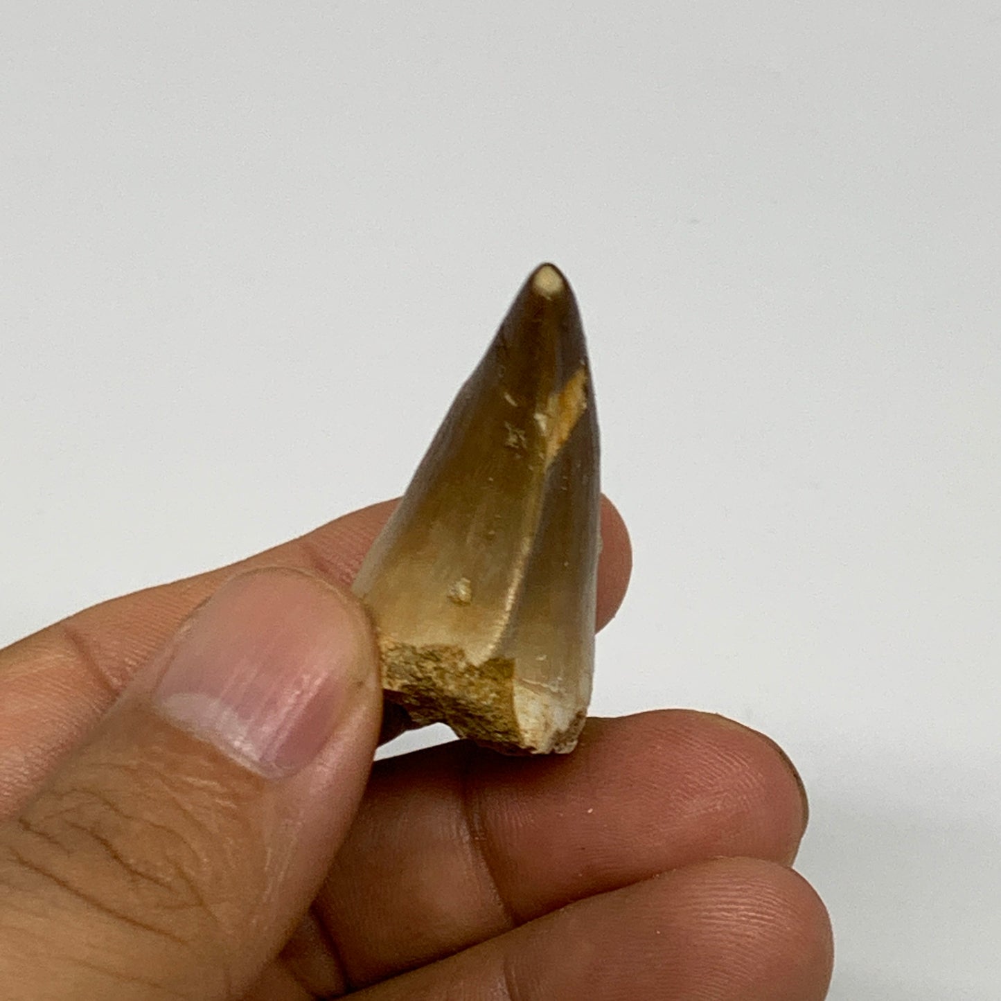 16g,1.5"X1"x0.8" Fossil Mosasaur Tooth reptiles, Cretaceous @Morocco, B23795