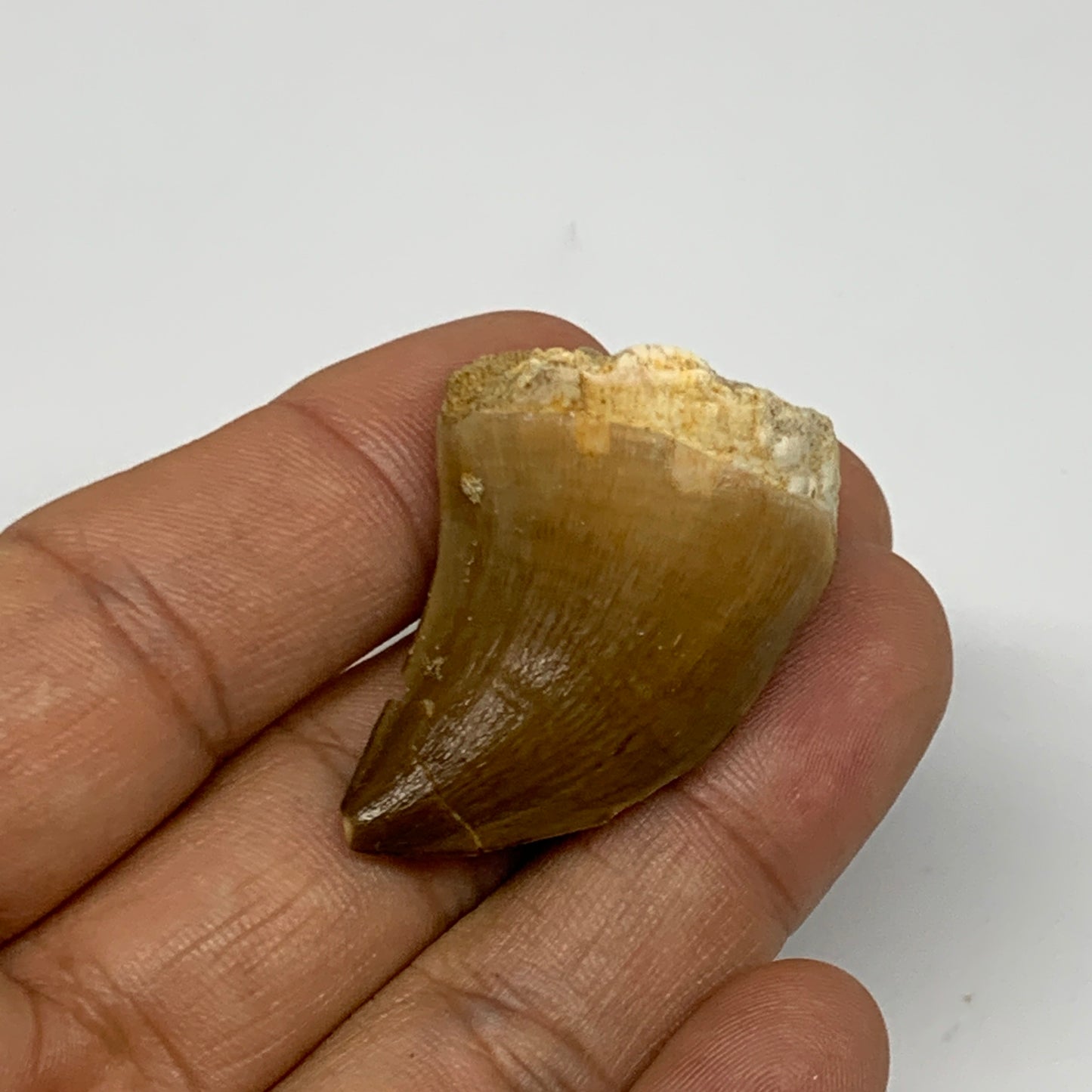 16g,1.5"X1"x0.8" Fossil Mosasaur Tooth reptiles, Cretaceous @Morocco, B23795