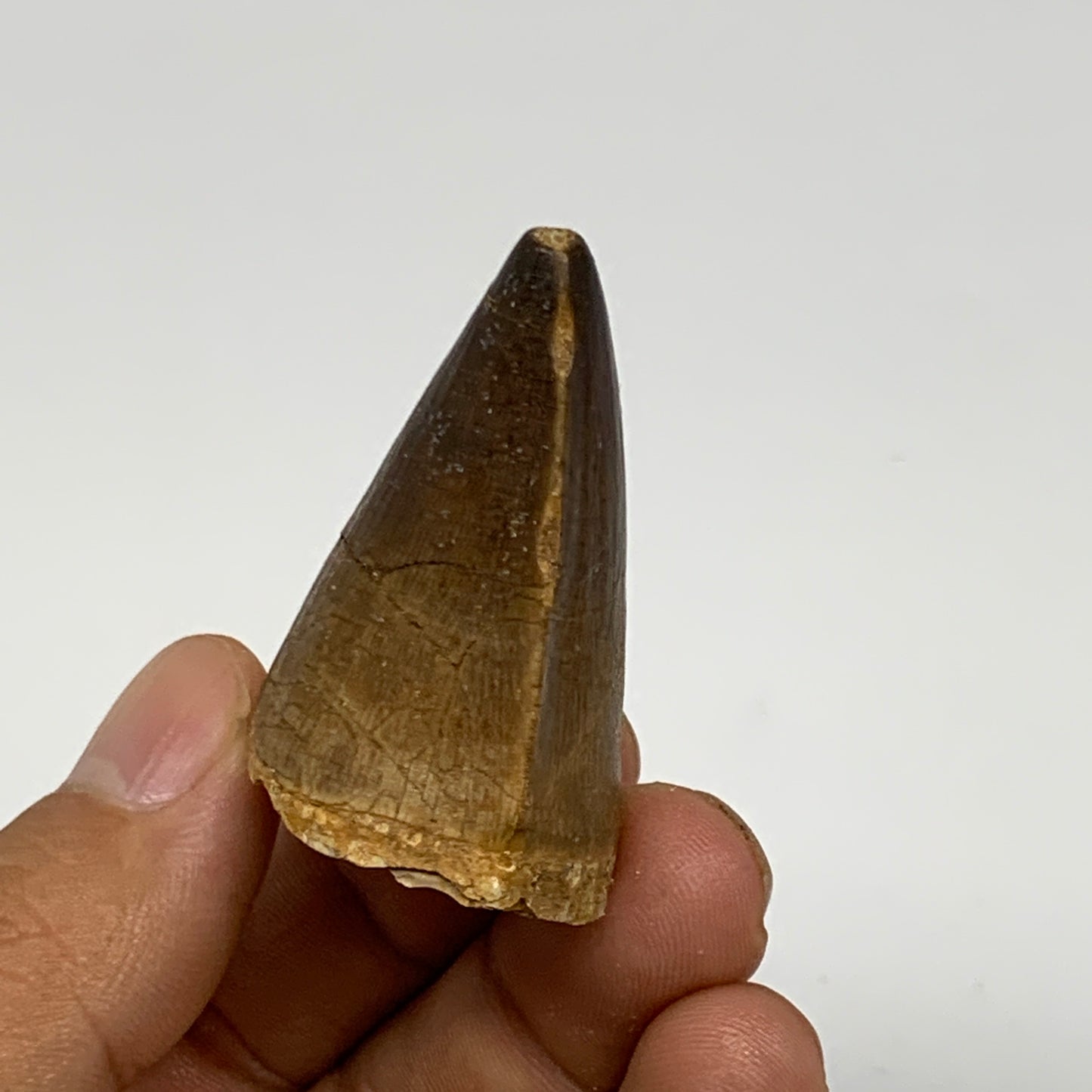 27.9g,1.6"X1.2"x1" Fossil Mosasaur Tooth reptiles, Cretaceous @Morocco, B23798