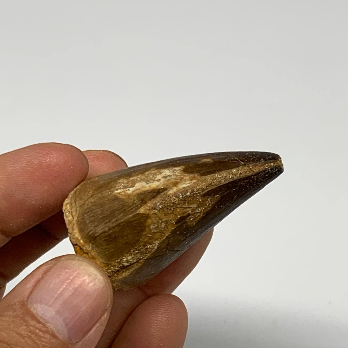 27.9g,1.6"X1.2"x1" Fossil Mosasaur Tooth reptiles, Cretaceous @Morocco, B23798