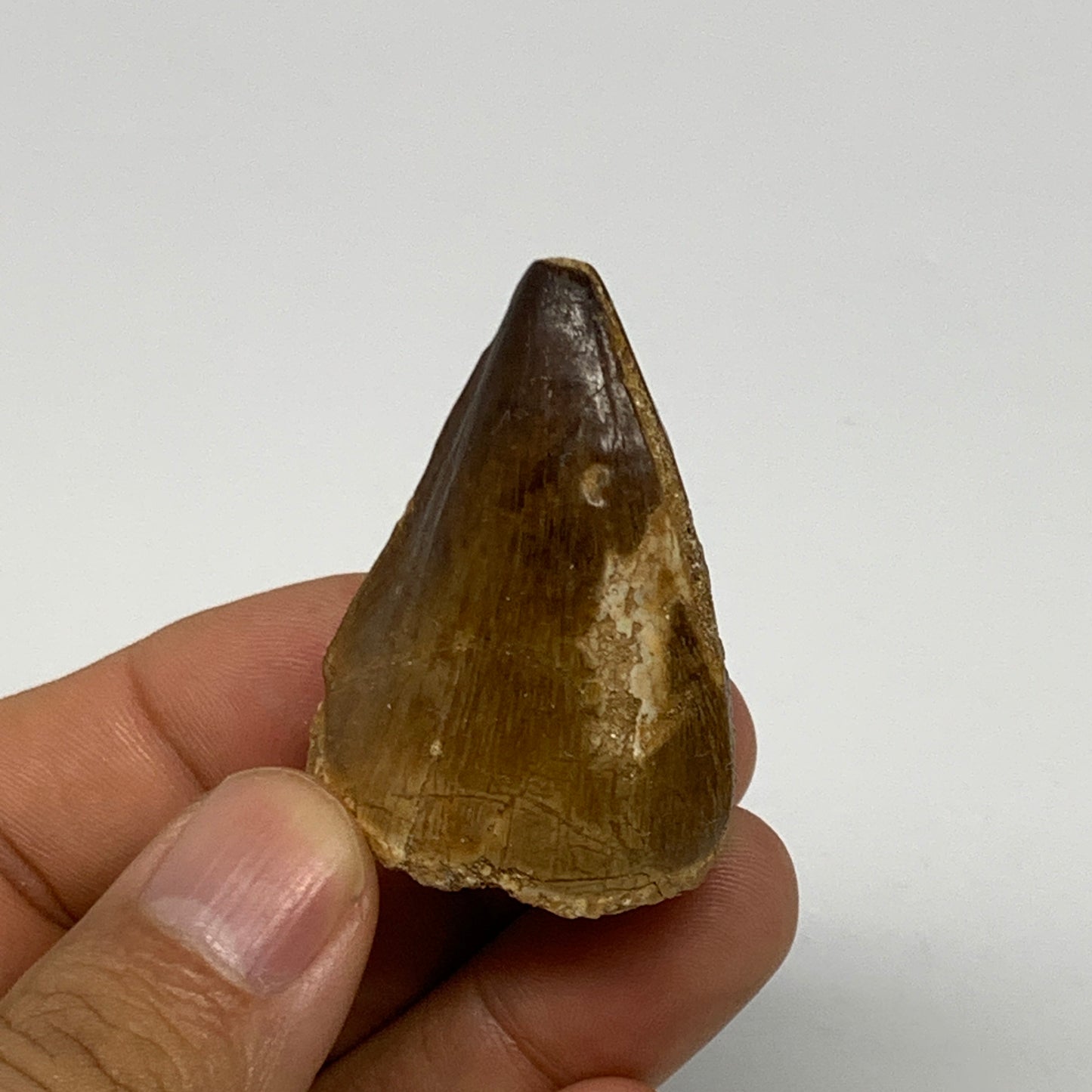 27.9g,1.6"X1.2"x1" Fossil Mosasaur Tooth reptiles, Cretaceous @Morocco, B23798