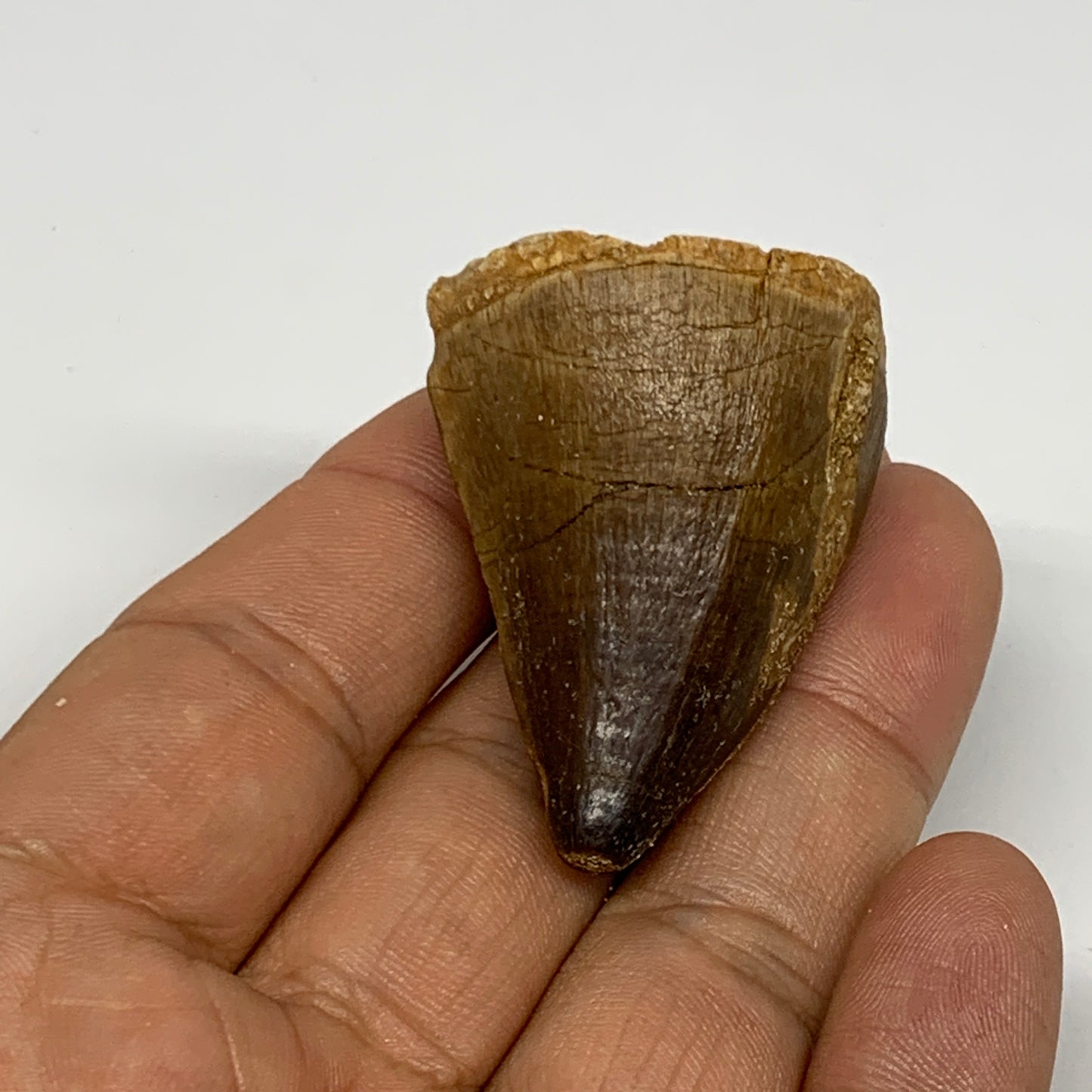 27.9g,1.6"X1.2"x1" Fossil Mosasaur Tooth reptiles, Cretaceous @Morocco, B23798