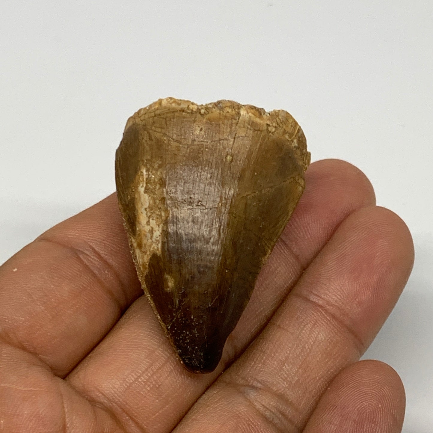 27.9g,1.6"X1.2"x1" Fossil Mosasaur Tooth reptiles, Cretaceous @Morocco, B23798