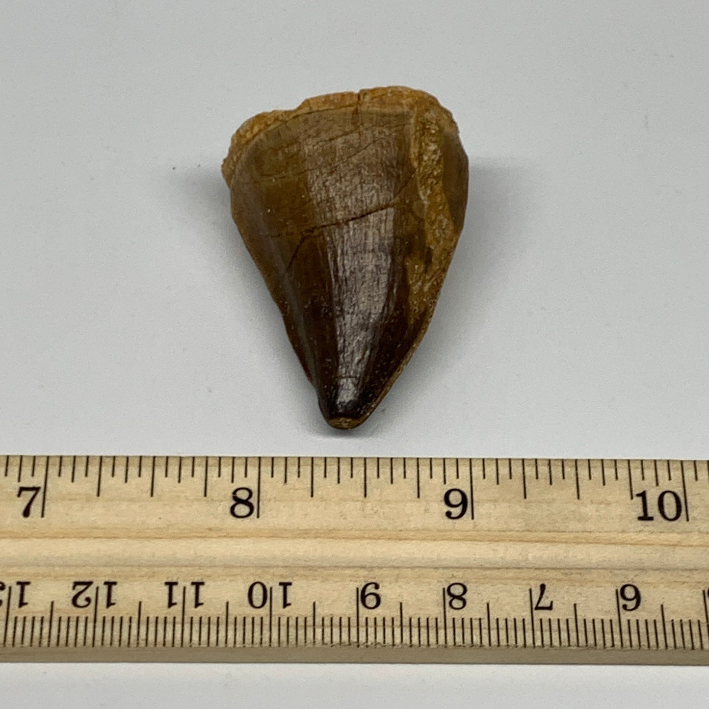 27.9g,1.6"X1.2"x1" Fossil Mosasaur Tooth reptiles, Cretaceous @Morocco, B23798