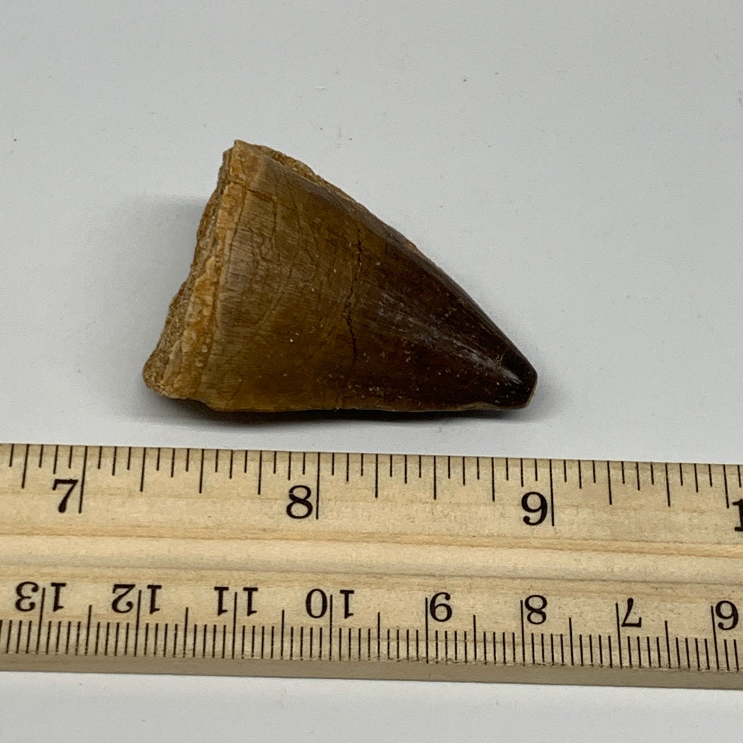 27.9g,1.6"X1.2"x1" Fossil Mosasaur Tooth reptiles, Cretaceous @Morocco, B23798