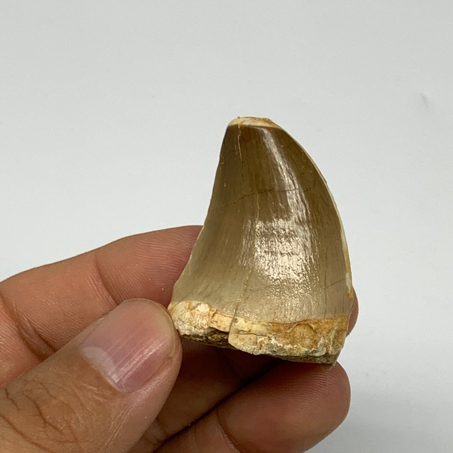 21.9g,1.6"X1.1"x0.9" Fossil Mosasaur Tooth reptiles, Cretaceous @Morocco, B23800