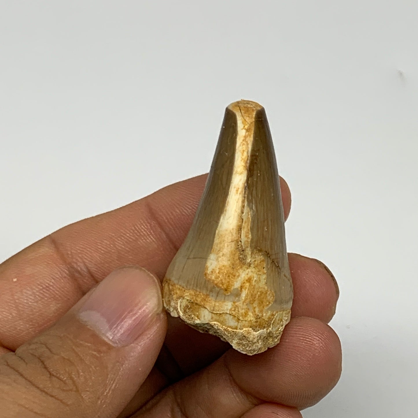 21.9g,1.6"X1.1"x0.9" Fossil Mosasaur Tooth reptiles, Cretaceous @Morocco, B23800