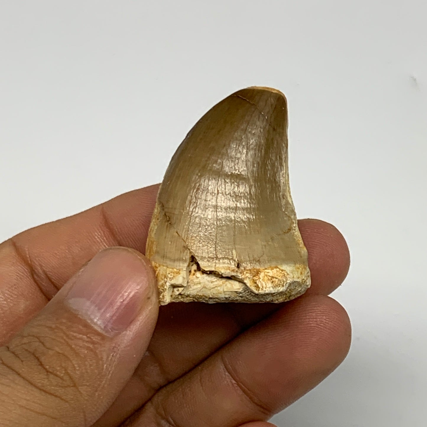 21.9g,1.6"X1.1"x0.9" Fossil Mosasaur Tooth reptiles, Cretaceous @Morocco, B23800