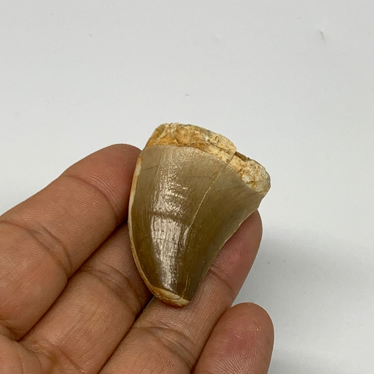 21.9g,1.6"X1.1"x0.9" Fossil Mosasaur Tooth reptiles, Cretaceous @Morocco, B23800