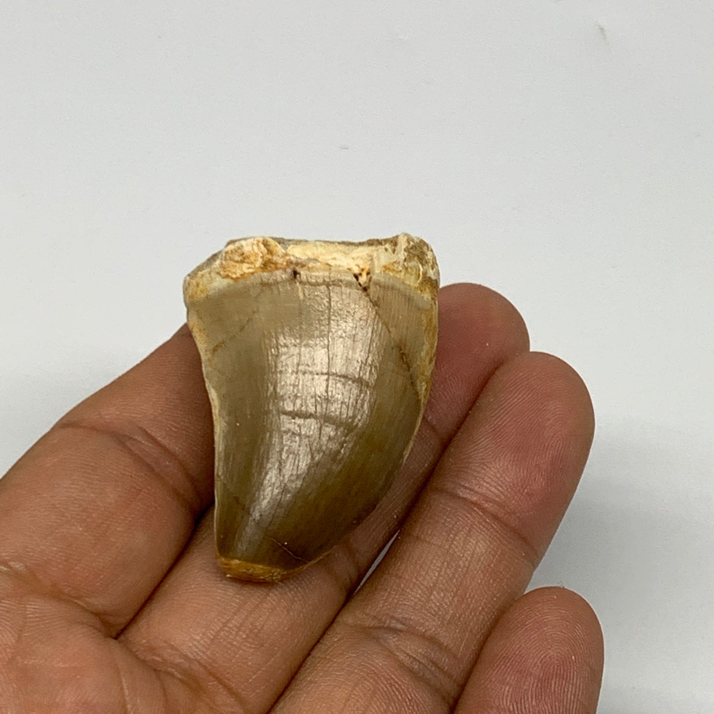 21.9g,1.6"X1.1"x0.9" Fossil Mosasaur Tooth reptiles, Cretaceous @Morocco, B23800