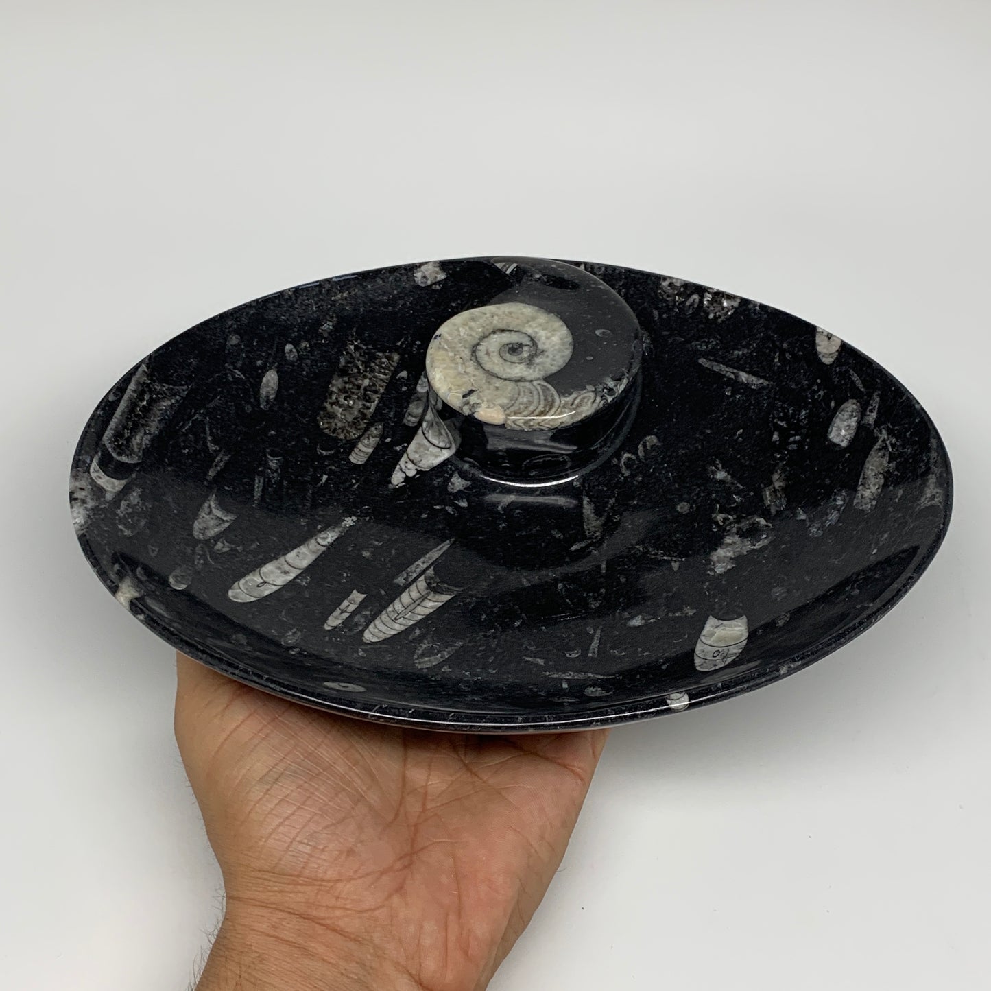 766g, 8.75"x6.5" Black Fossils Ammonite Orthoceras Bowl Oval Ring @Morocco,B8391