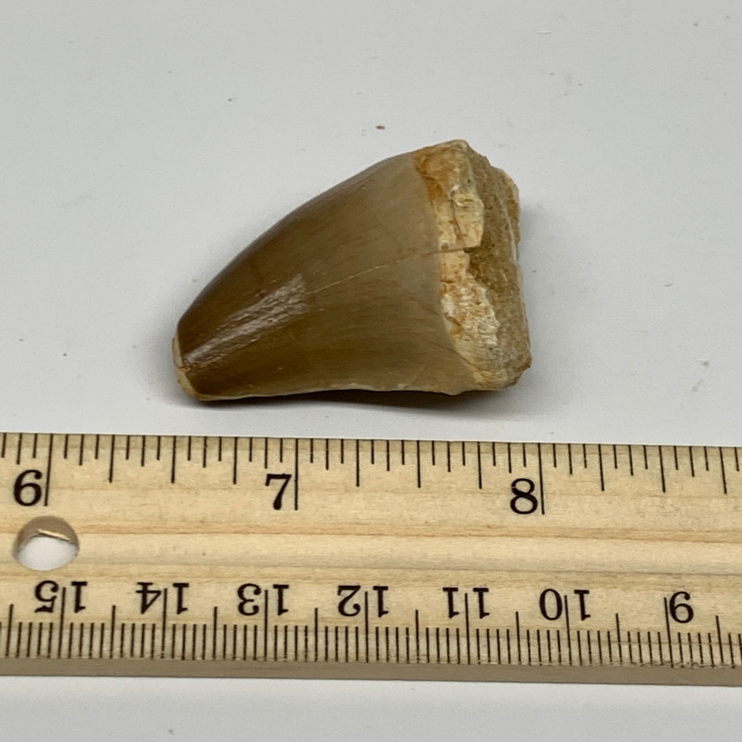 21.9g,1.6"X1.1"x0.9" Fossil Mosasaur Tooth reptiles, Cretaceous @Morocco, B23800