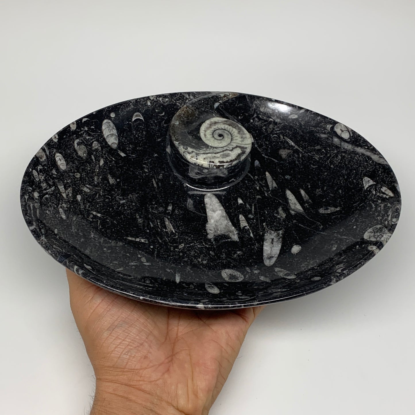 742g, 8.75"x6.5" Black Fossils Ammonite Orthoceras Bowl Oval Ring @Morocco,B8392