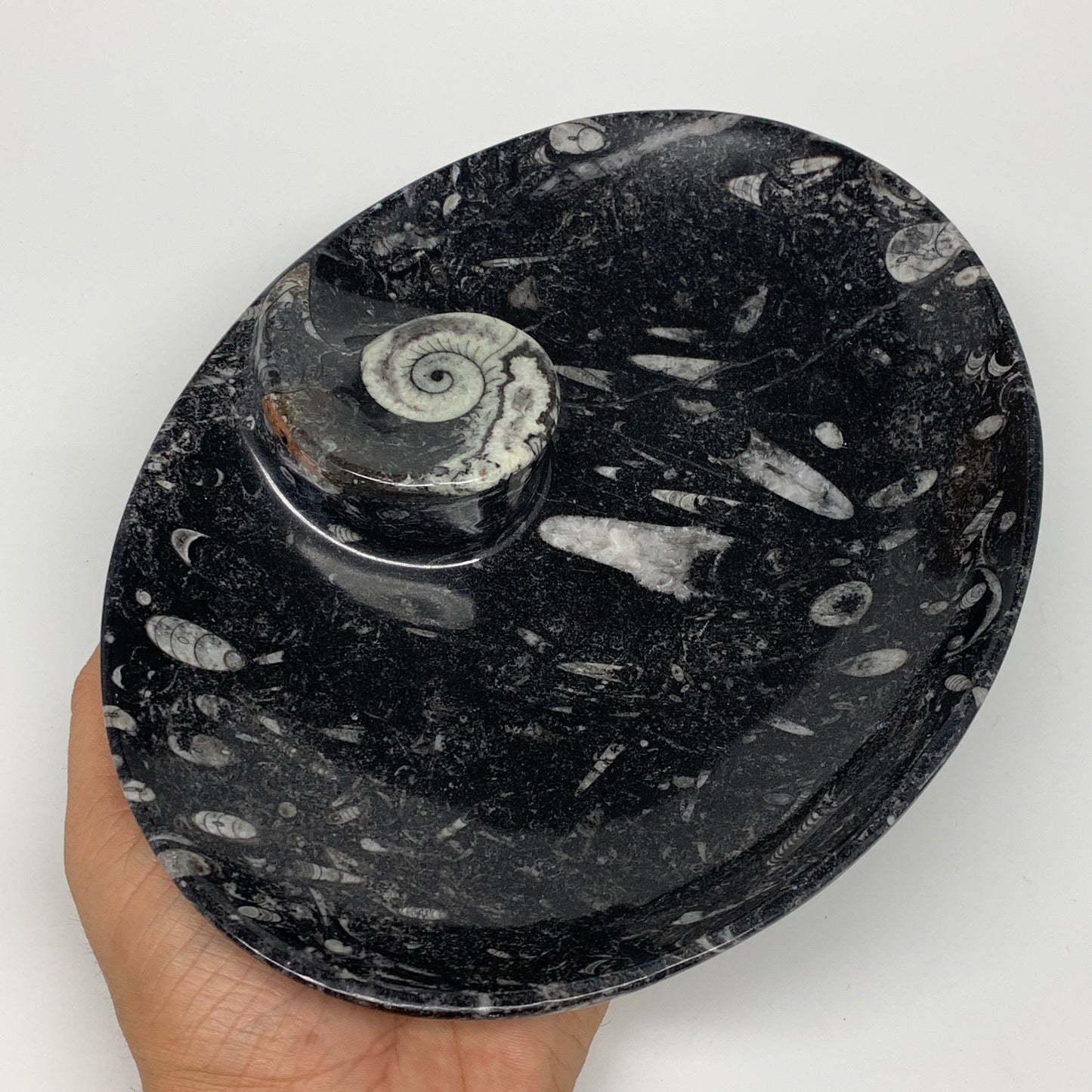 742g, 8.75"x6.5" Black Fossils Ammonite Orthoceras Bowl Oval Ring @Morocco,B8392