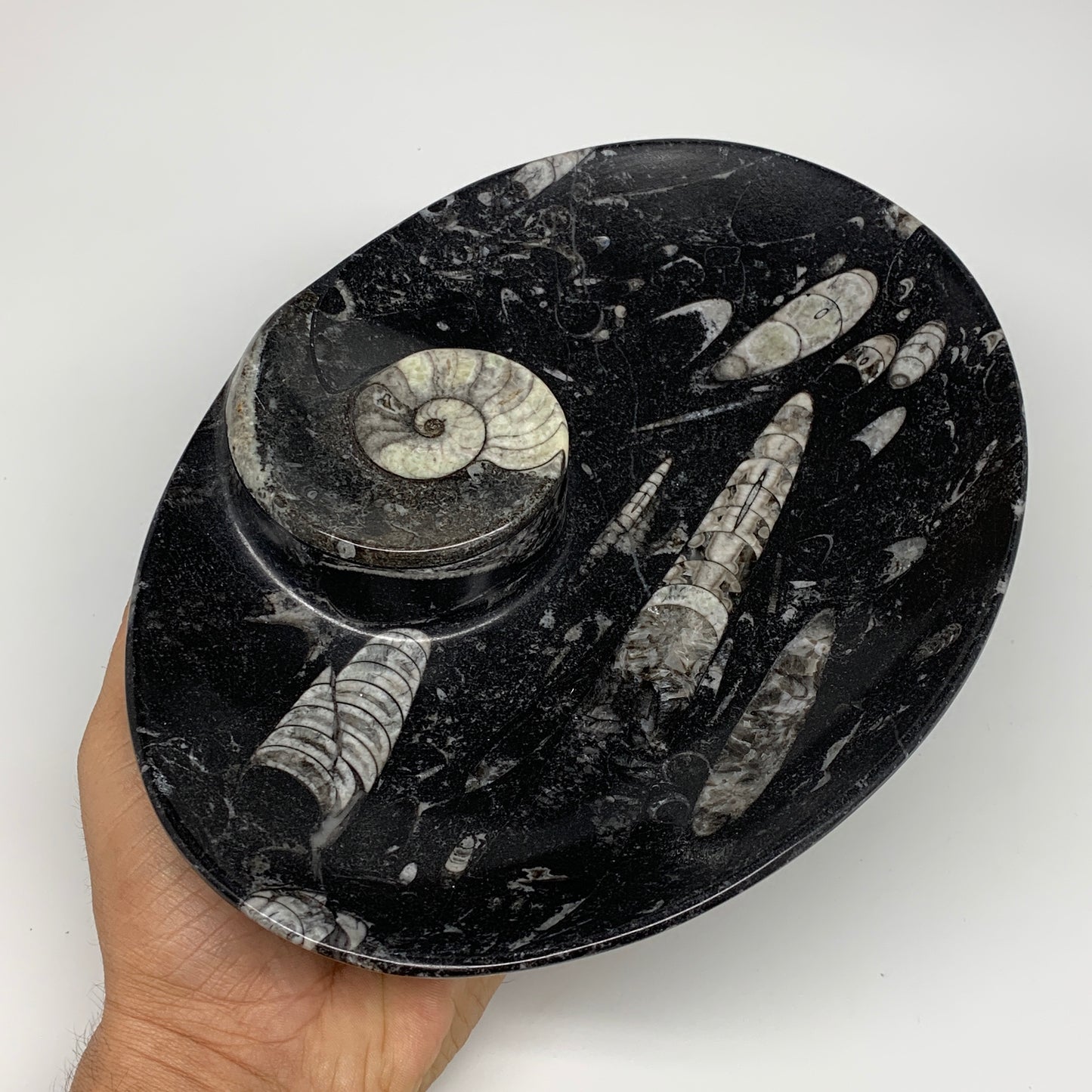 962g, 8.75"x6.5" Black Fossils Ammonite Orthoceras Bowl Oval Ring @Morocco,B8394