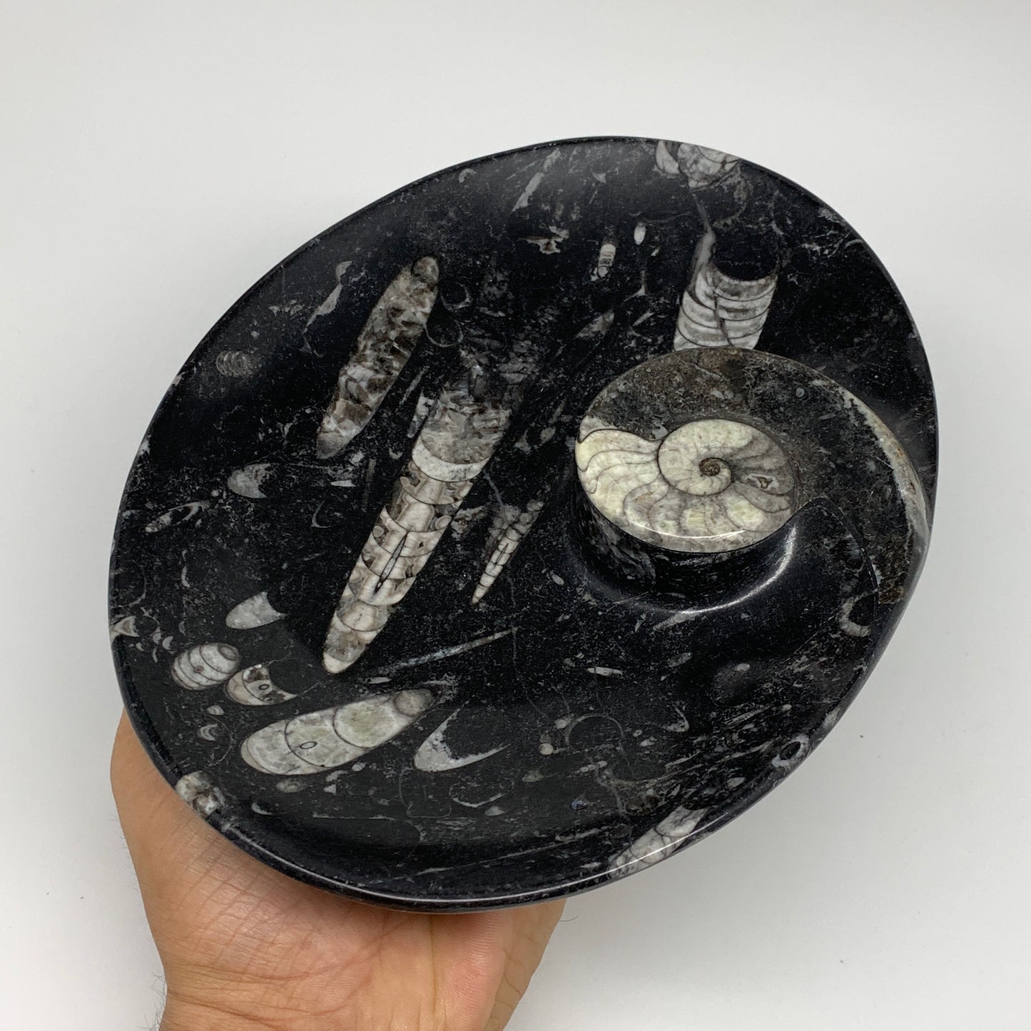 962g, 8.75"x6.5" Black Fossils Ammonite Orthoceras Bowl Oval Ring @Morocco,B8394