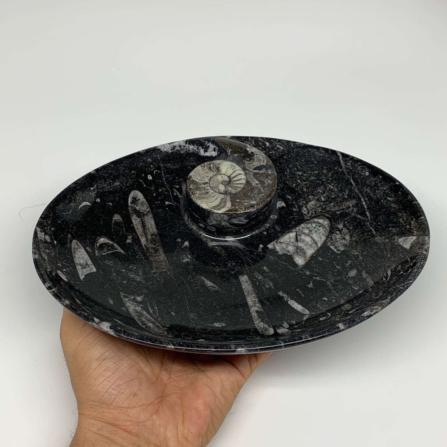 748g, 8.75"x6.5" Black Fossils Ammonite Orthoceras Bowl Oval Ring @Morocco,B8400