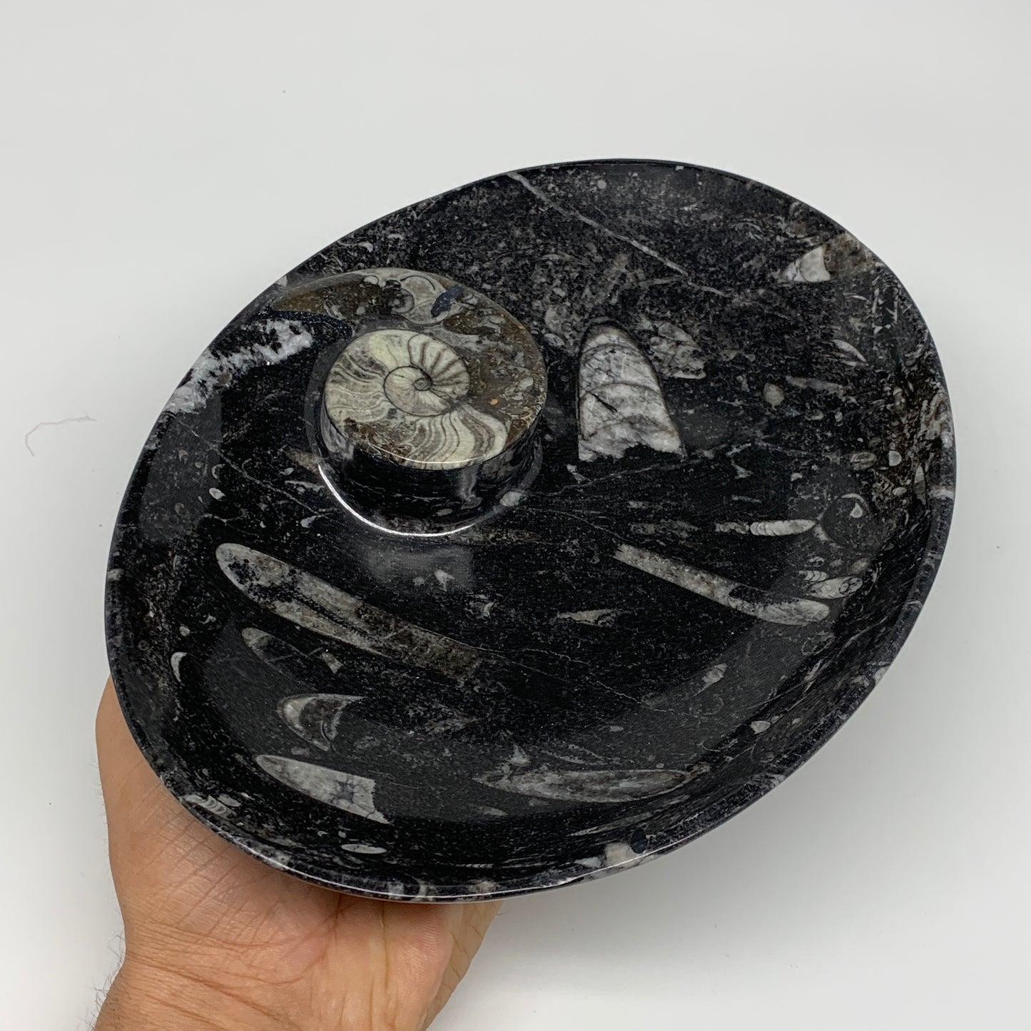 748g, 8.75"x6.5" Black Fossils Ammonite Orthoceras Bowl Oval Ring @Morocco,B8400