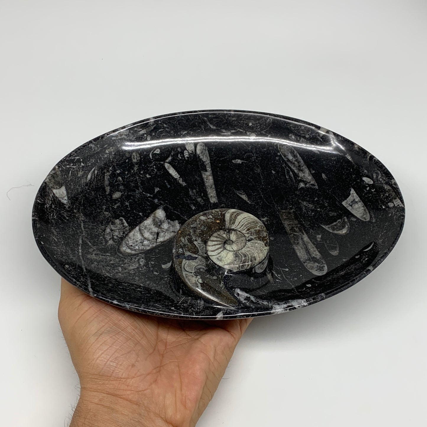 748g, 8.75"x6.5" Black Fossils Ammonite Orthoceras Bowl Oval Ring @Morocco,B8400