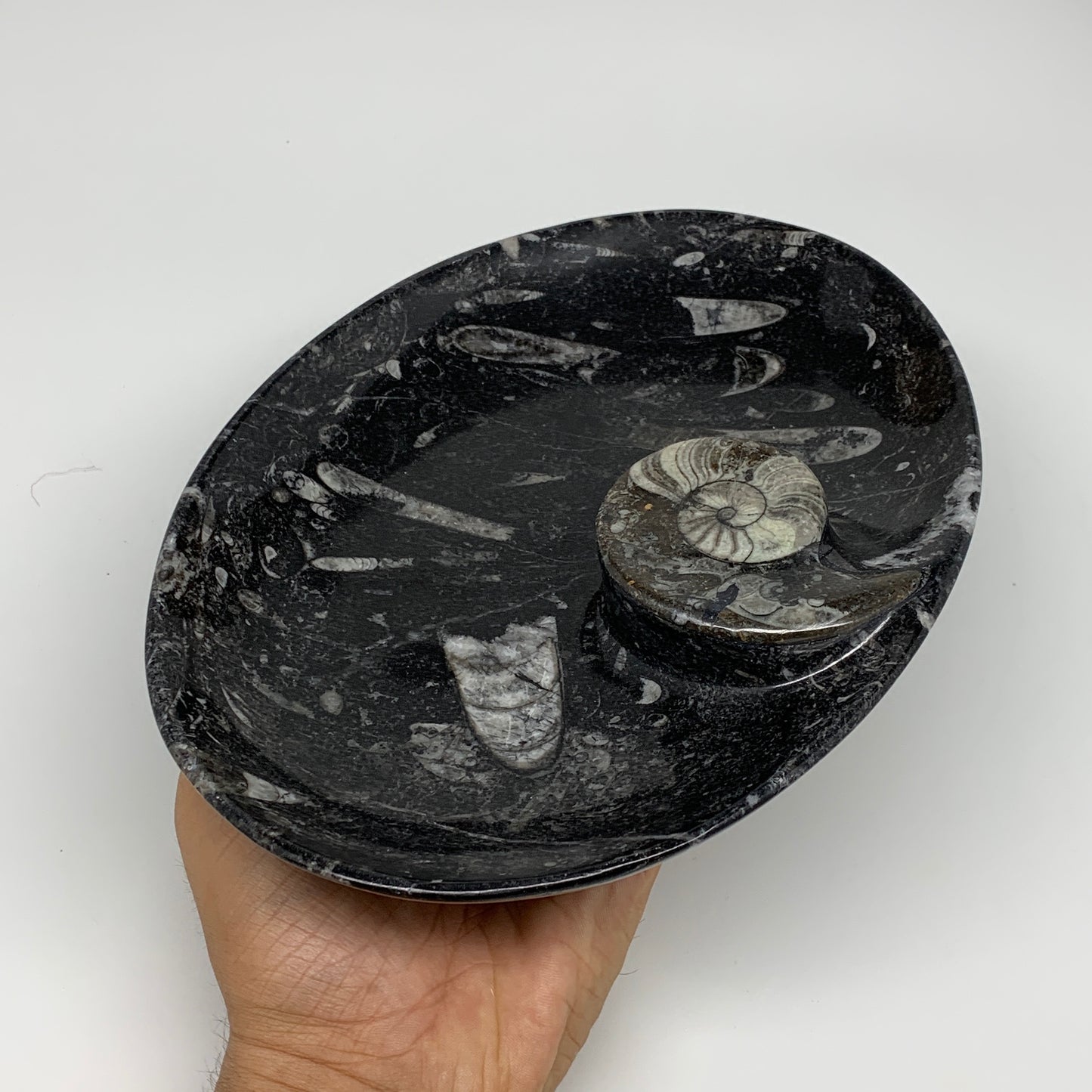 748g, 8.75"x6.5" Black Fossils Ammonite Orthoceras Bowl Oval Ring @Morocco,B8400