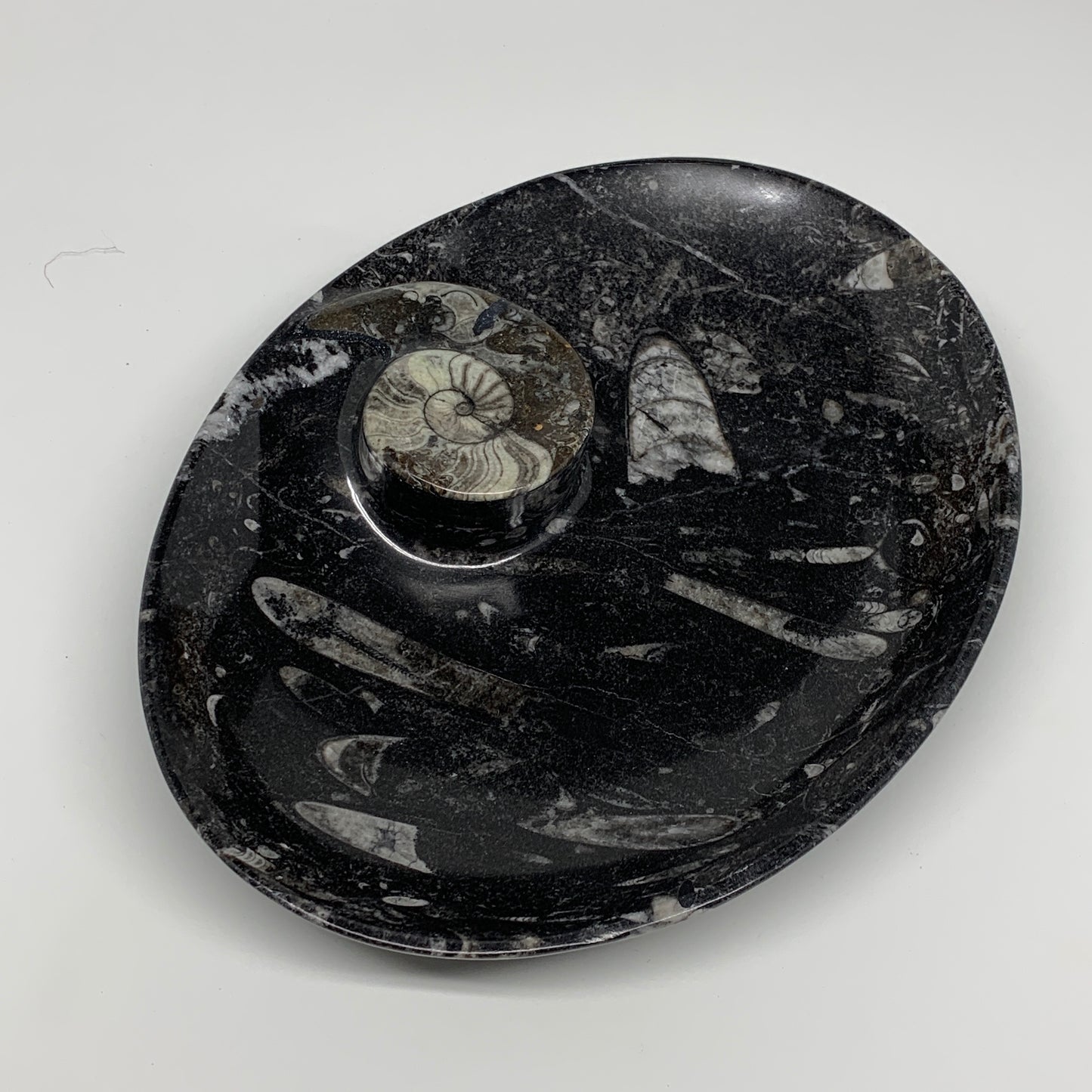 748g, 8.75"x6.5" Black Fossils Ammonite Orthoceras Bowl Oval Ring @Morocco,B8400