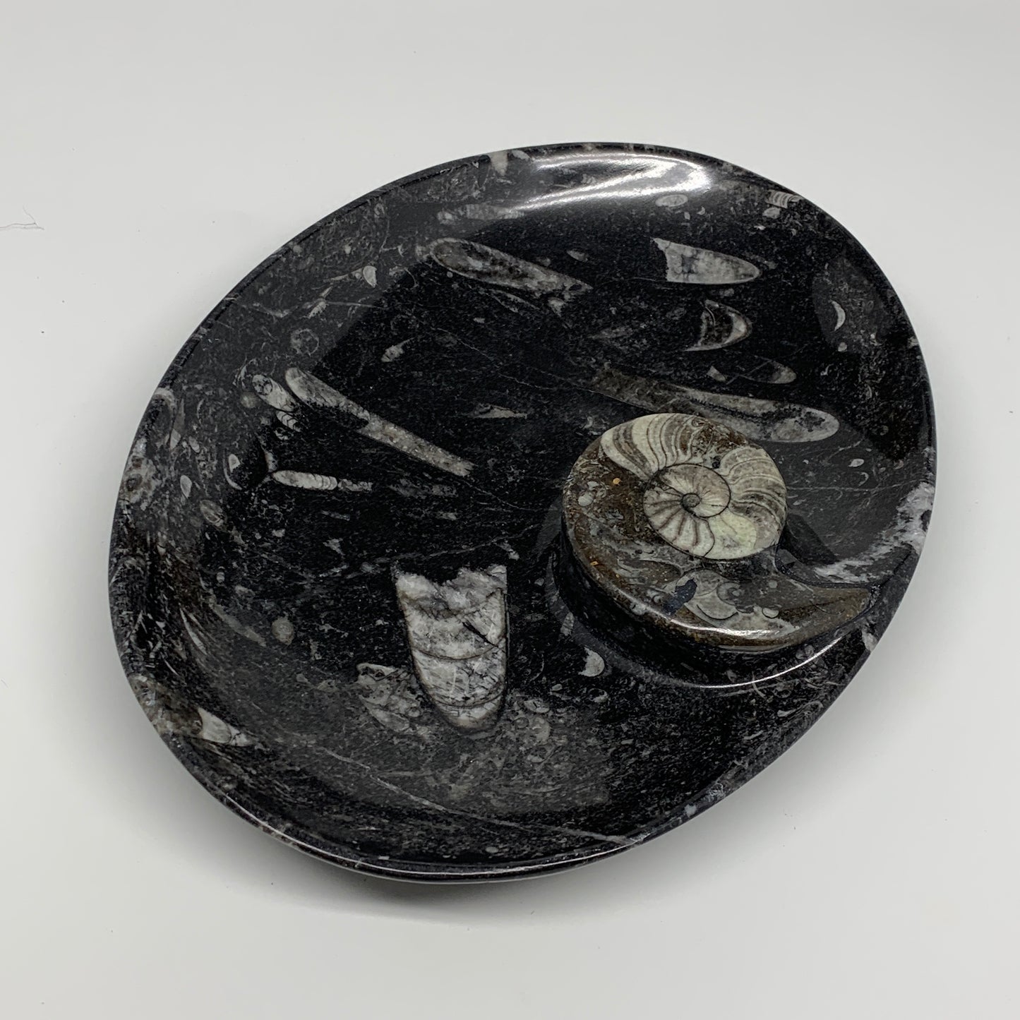 748g, 8.75"x6.5" Black Fossils Ammonite Orthoceras Bowl Oval Ring @Morocco,B8400