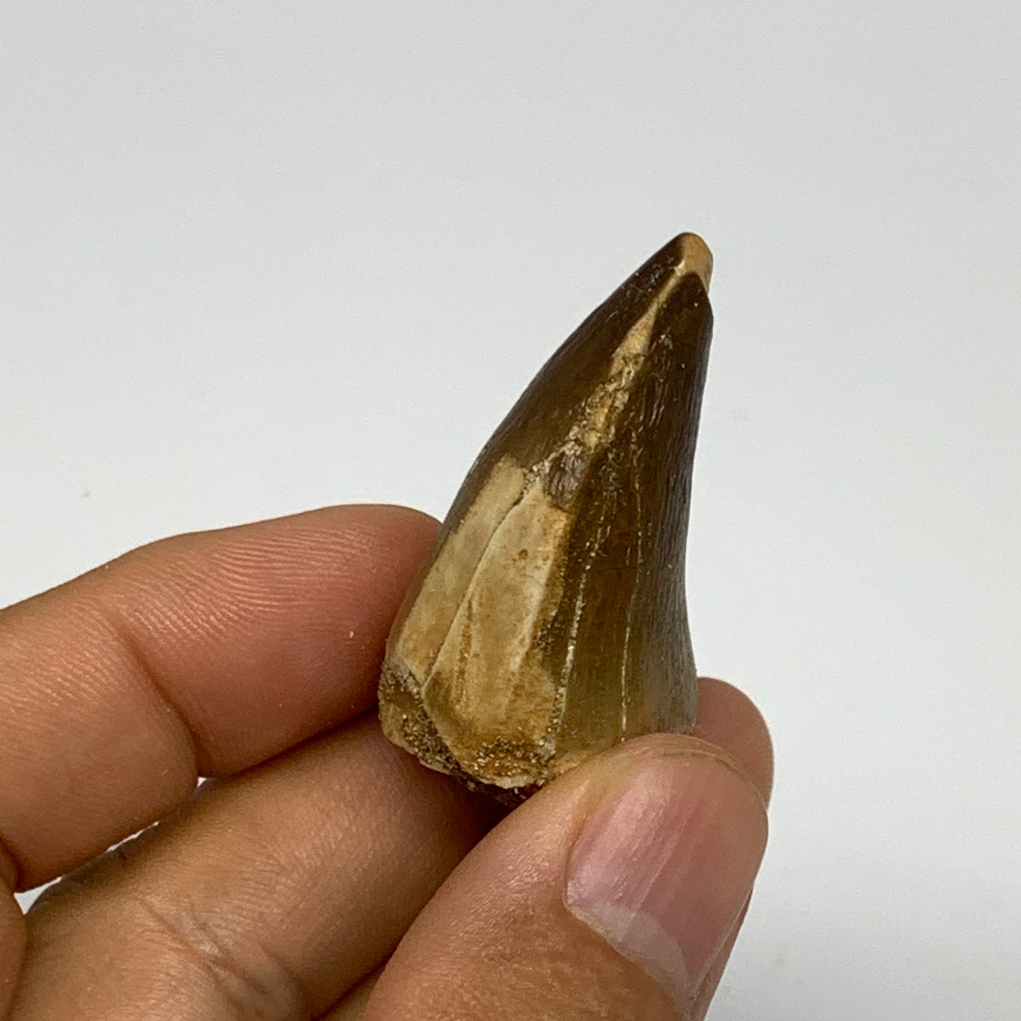 17.3g,1.6"X1"x0.8" Fossil Mosasaur Tooth reptiles, Cretaceous @Morocco, B23811